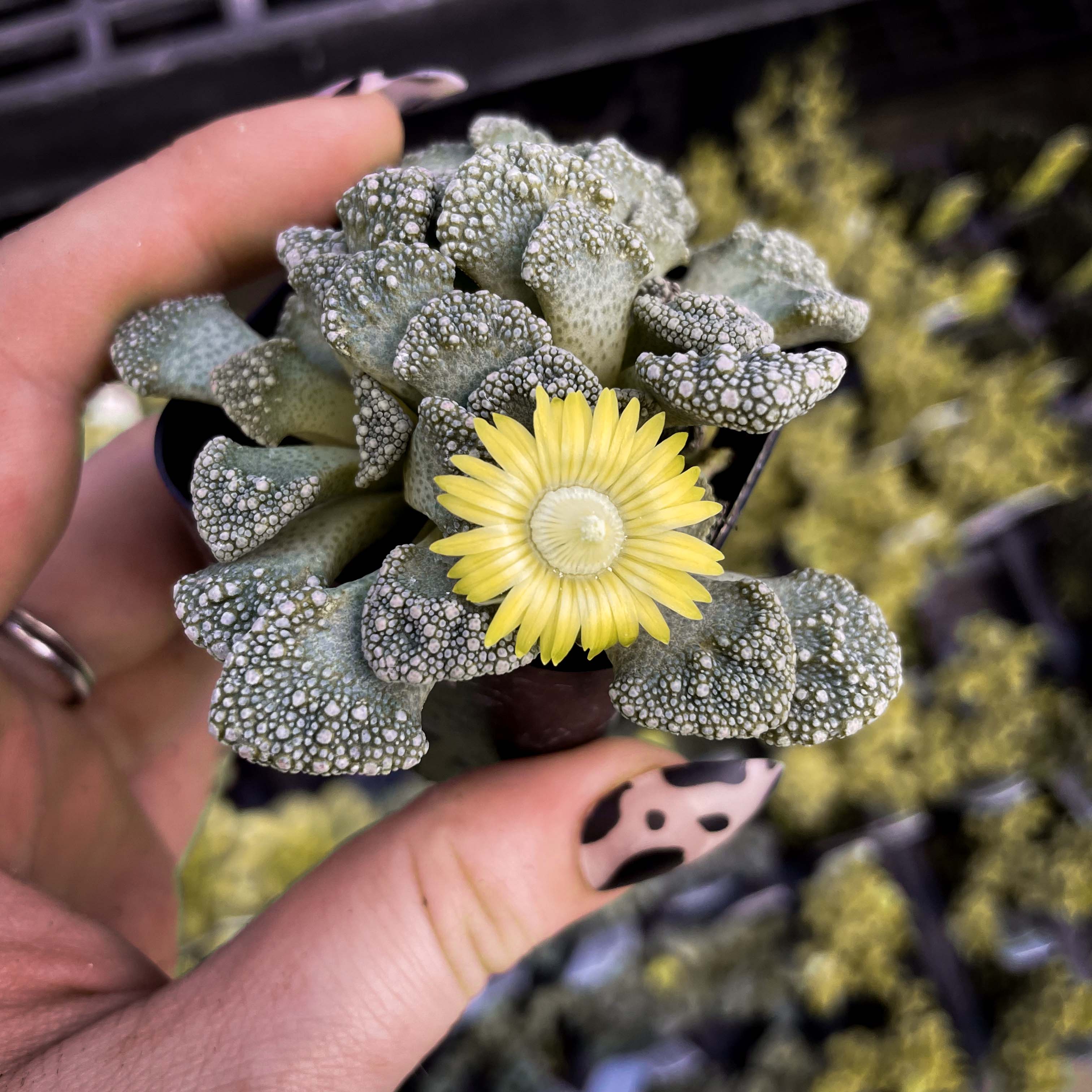 mimicry succulent Titanopsis calcareum, Concrete Leaf Succulent, Mimicry Plant – Magic Valley Gardens