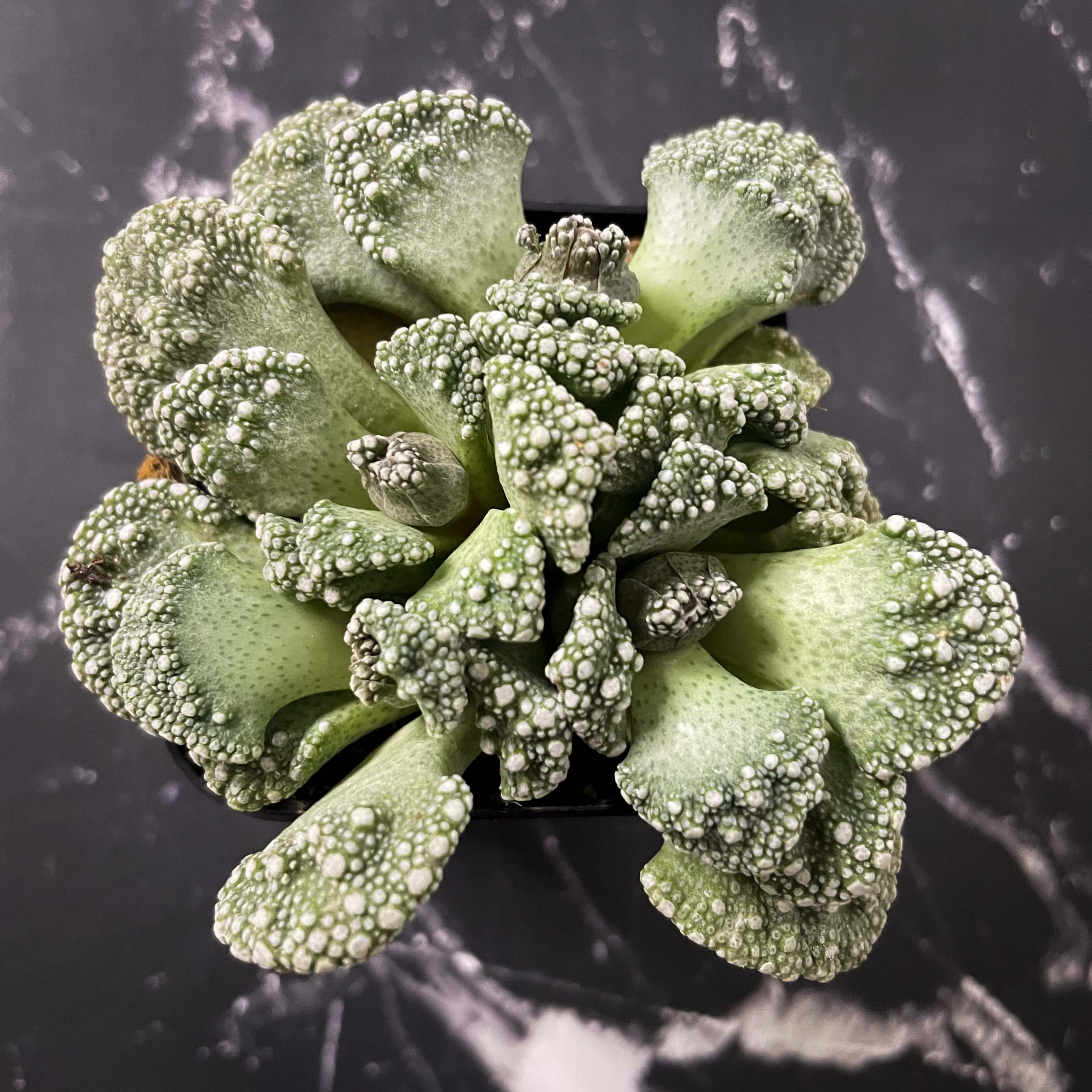 concrete leaf succulent Titanopsis calcareum (Concrete Leaf)