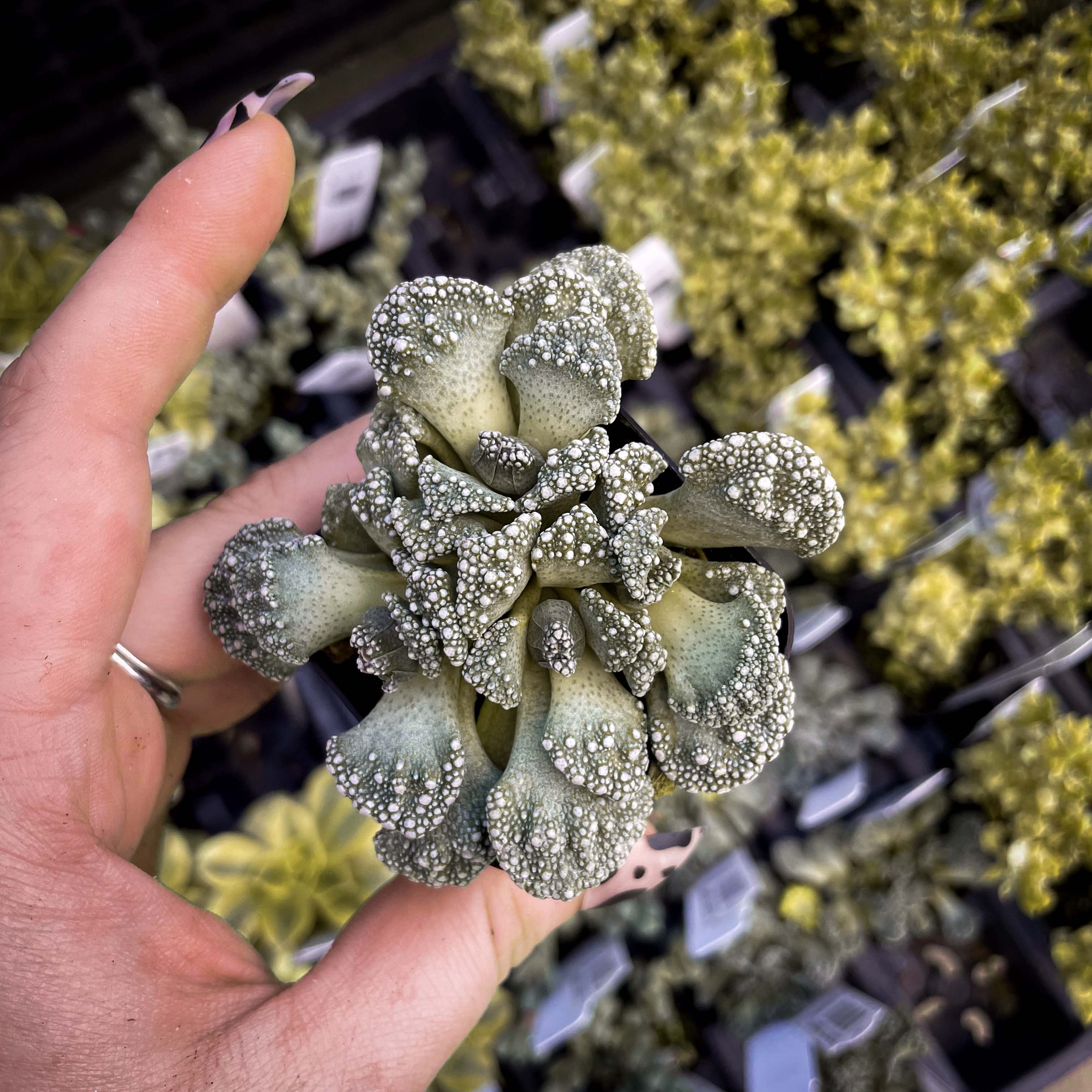 succulent thesaurus Titanopsis calcareum, Concrete Leaf Succulent, Mimicry Plant – Magic Valley Gardens