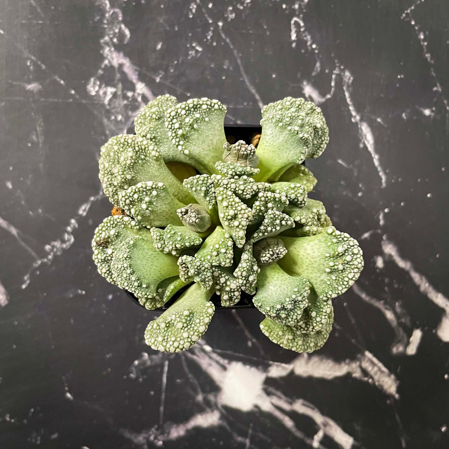 mimicry plant succulent Titanopsis calcareum, Concrete Leaf Succulent, Mimicry Plant – Magic Valley Gardens