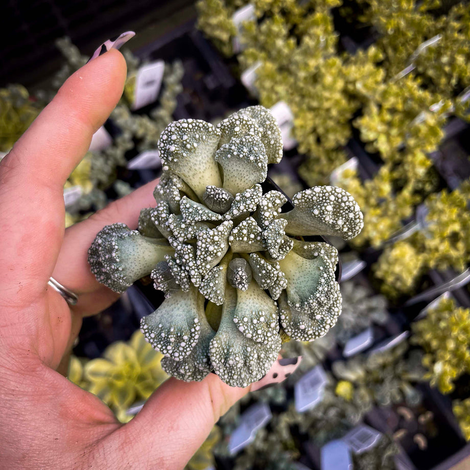 mimicry succulent Titanopsis calcareum, Concrete Leaf Succulent, Mimicry Plant – Magic Valley  Gardens