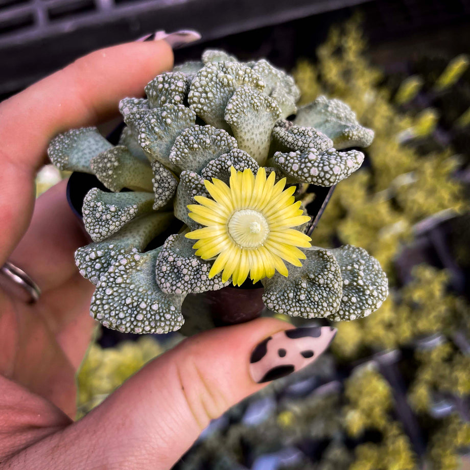 concrete leaf succulent Titanopsis calcareum, Concrete Leaf Succulent, Mimicry Plant – Magic Valley  Gardens