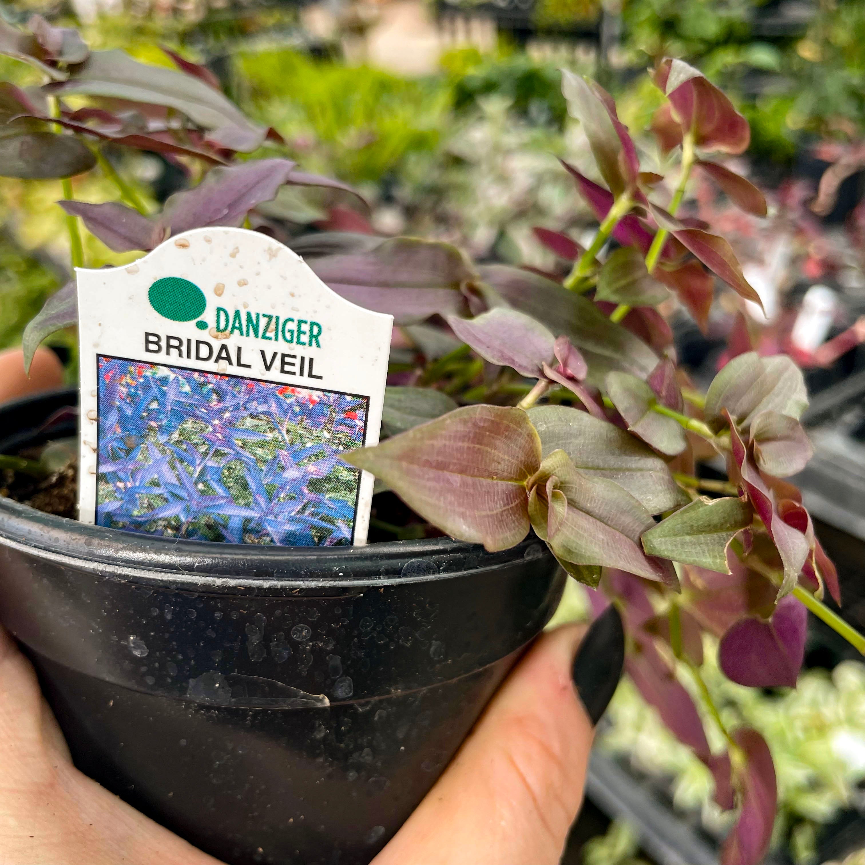 wedding veil hanging plant Tradescantia 'Purple Bridal Veil' – Magic Valley Gardens