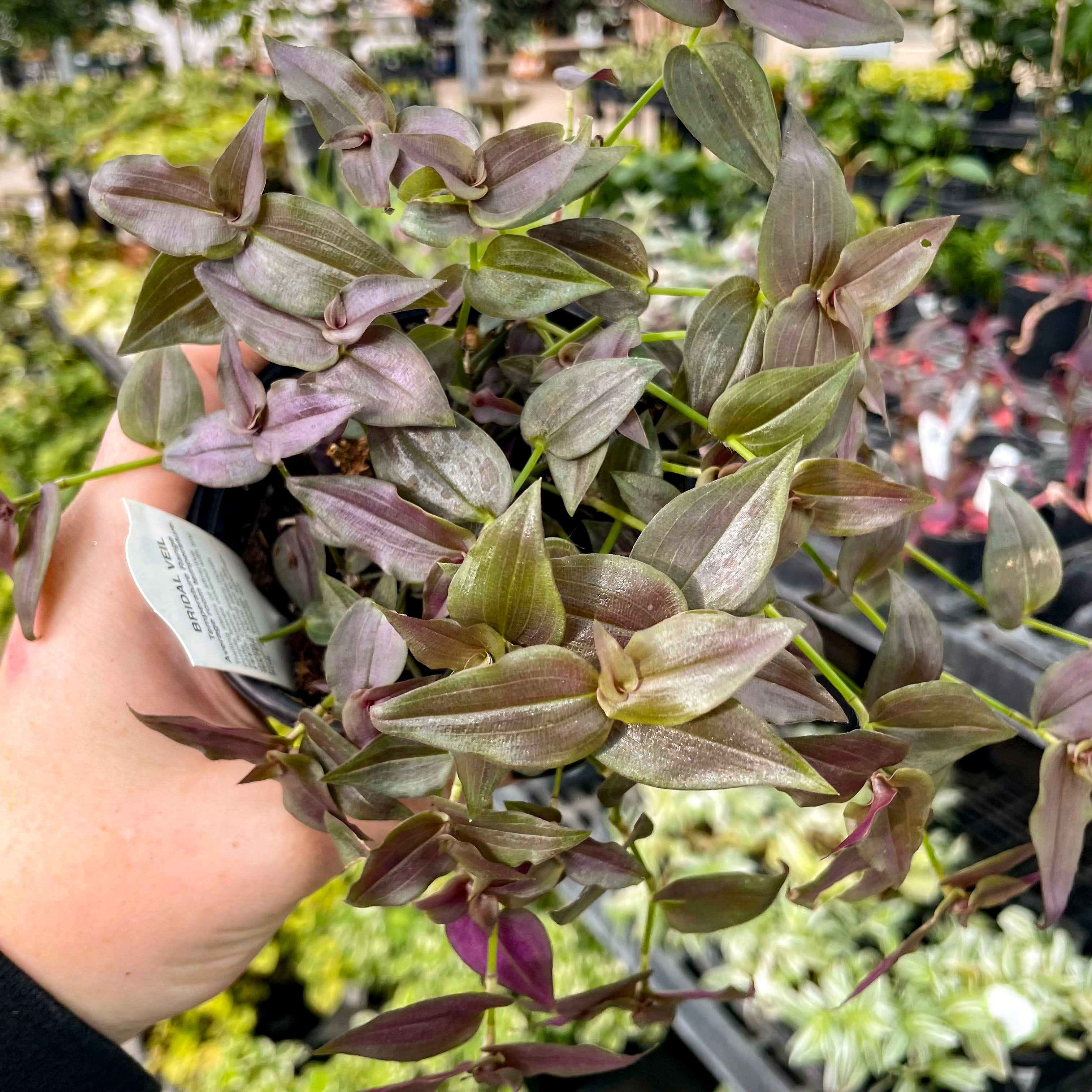 hanging bridal veil plant Tradescantia 'Purple Bridal Veil' – Magic Valley Gardens