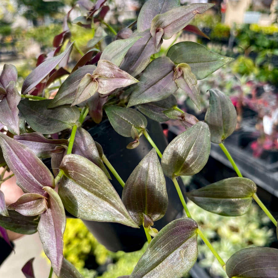 Tradescantia.