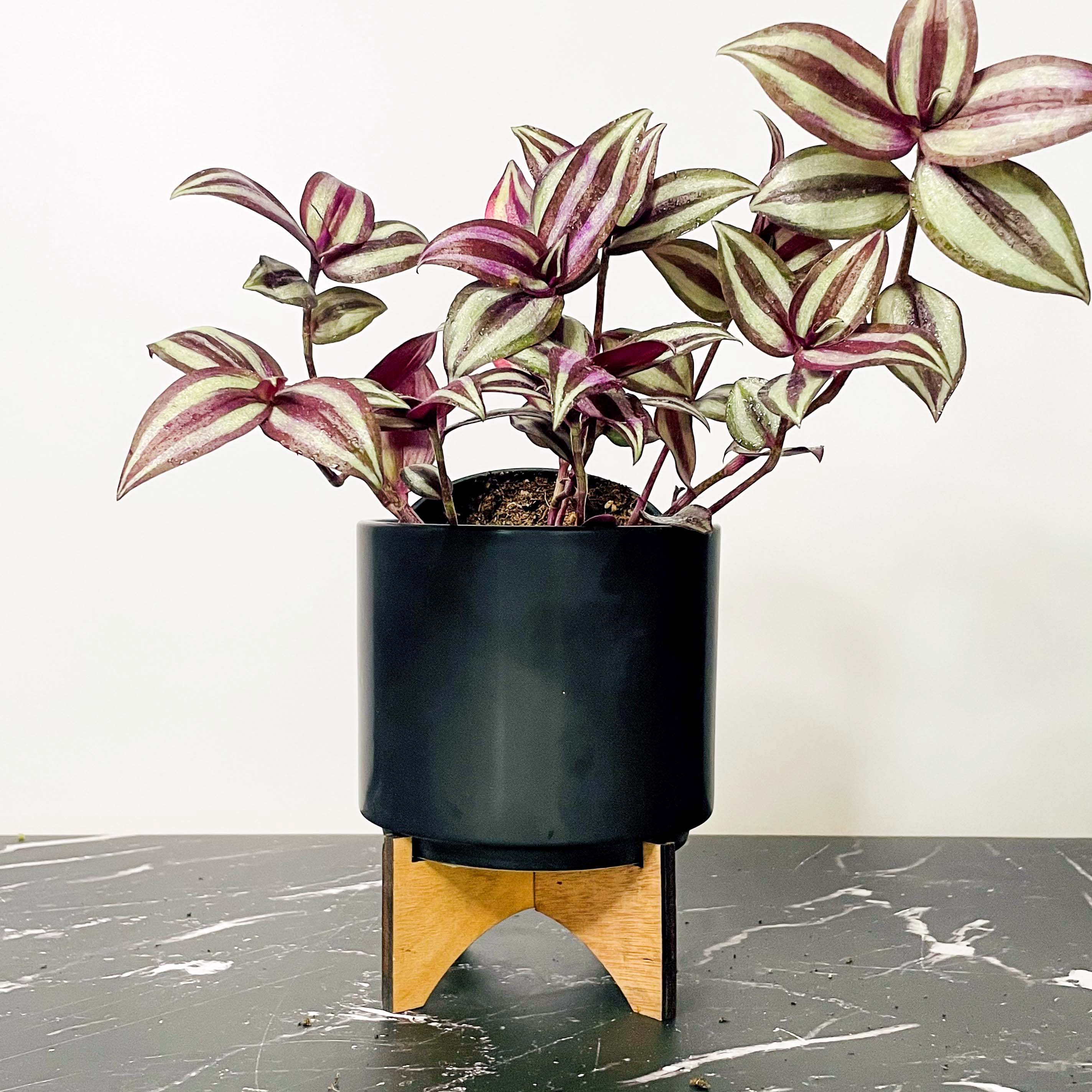 burgundy hanging plant Tradescantia Zebrina | Wandering Plant | 4" Pot
