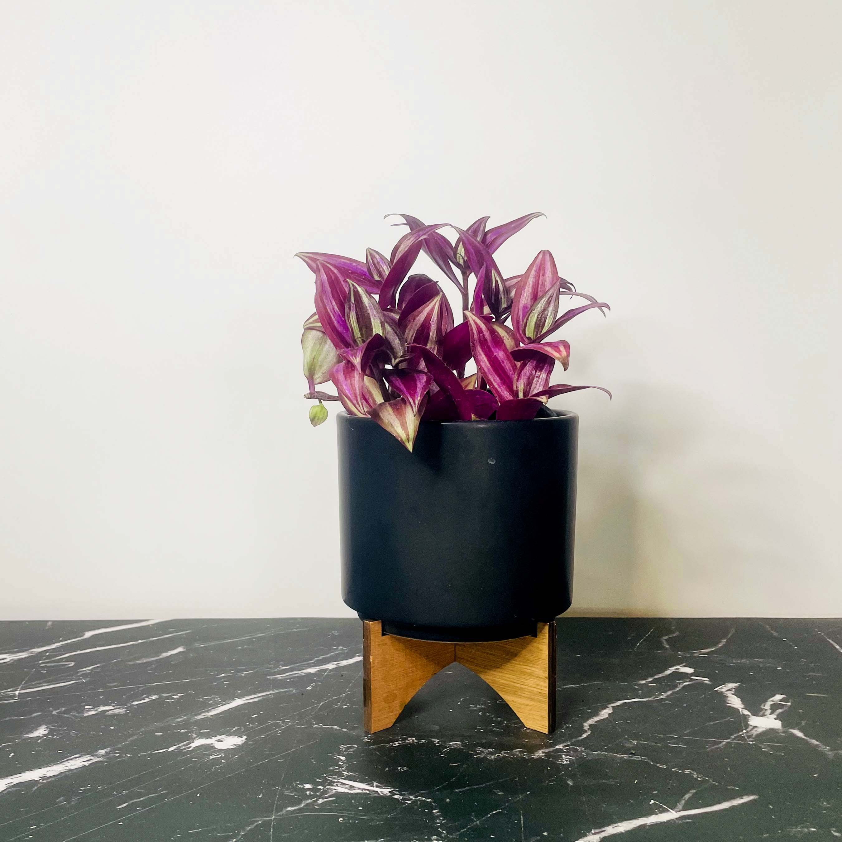 burgundy hanging plant Tradescantia Zebrina | Wandering Plant | 4" Pot