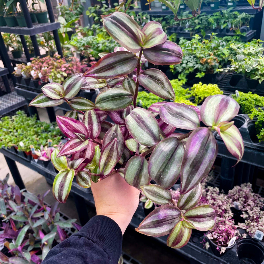 zebrina plant indoor Tradescantia 'Zebrina' – Magic Valley Gardens