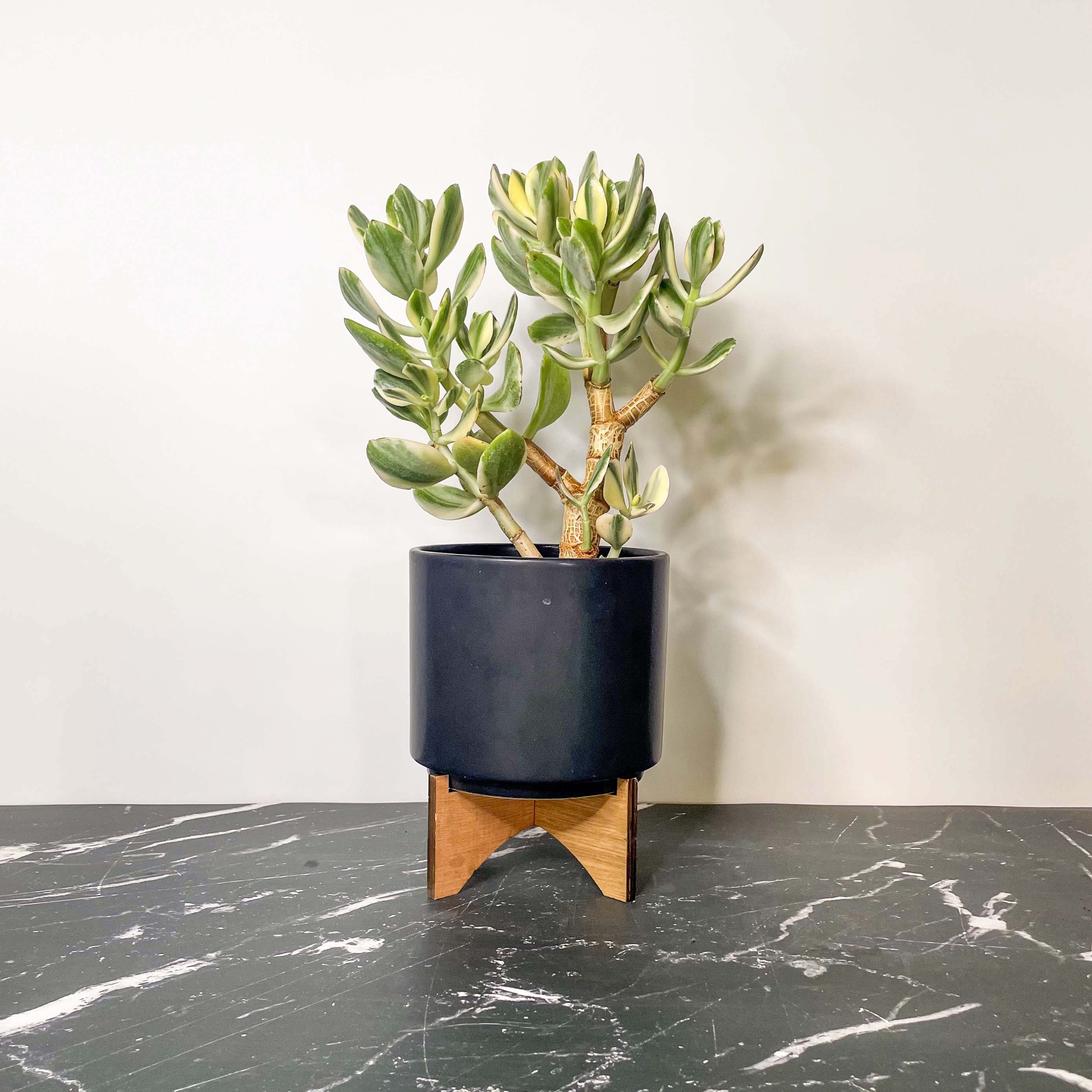tricolor jade plant care Crassula ovata 'Tricolor' – Magic Valley Gardens