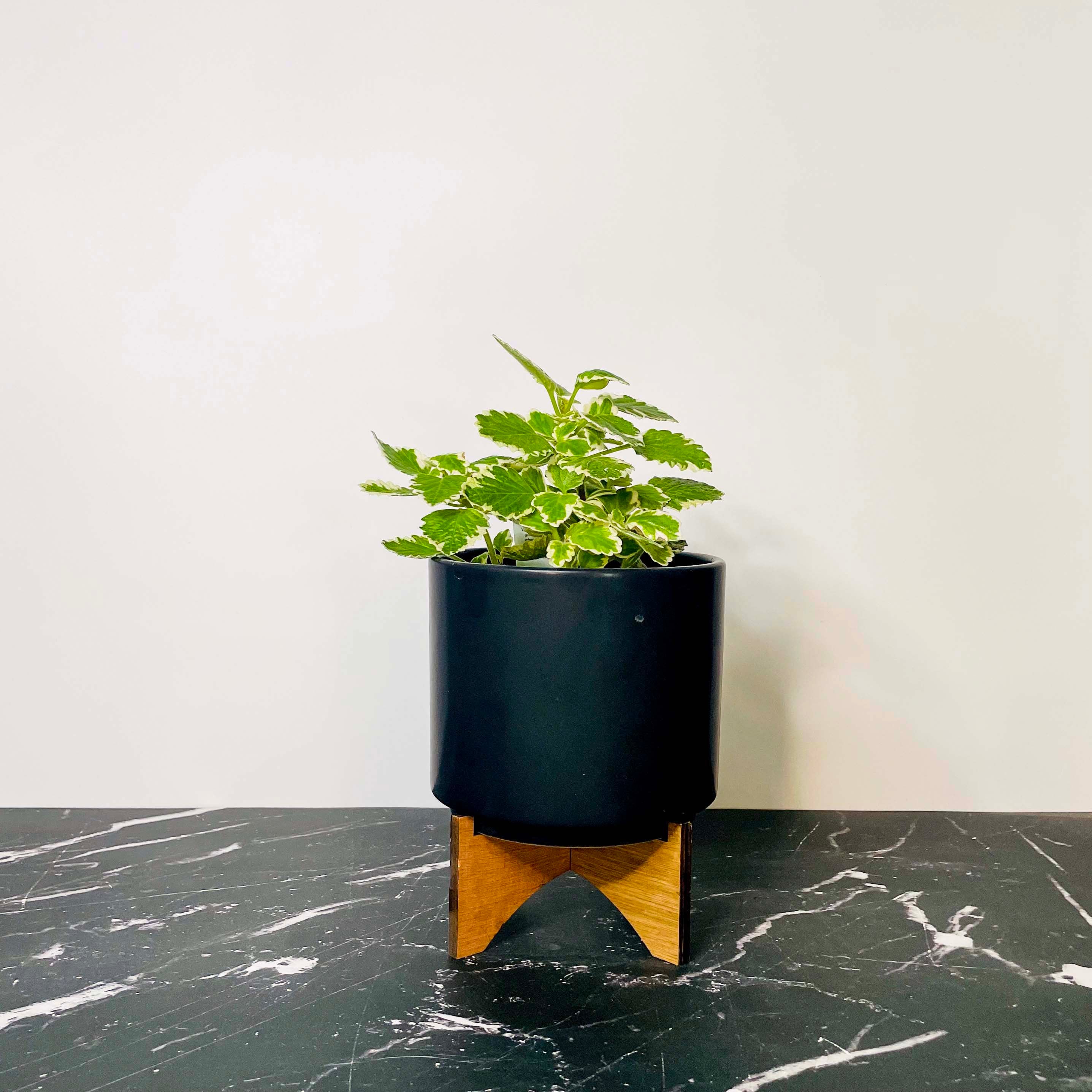 creeping fig indoor plant care Ficus 'Variegated Creeping Fig' – Magic Valley Gardens