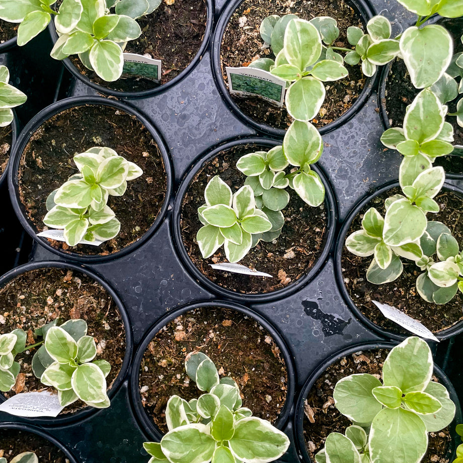 variegated vine house plant Variegated Vinca Vine – Magic Valley Gardens