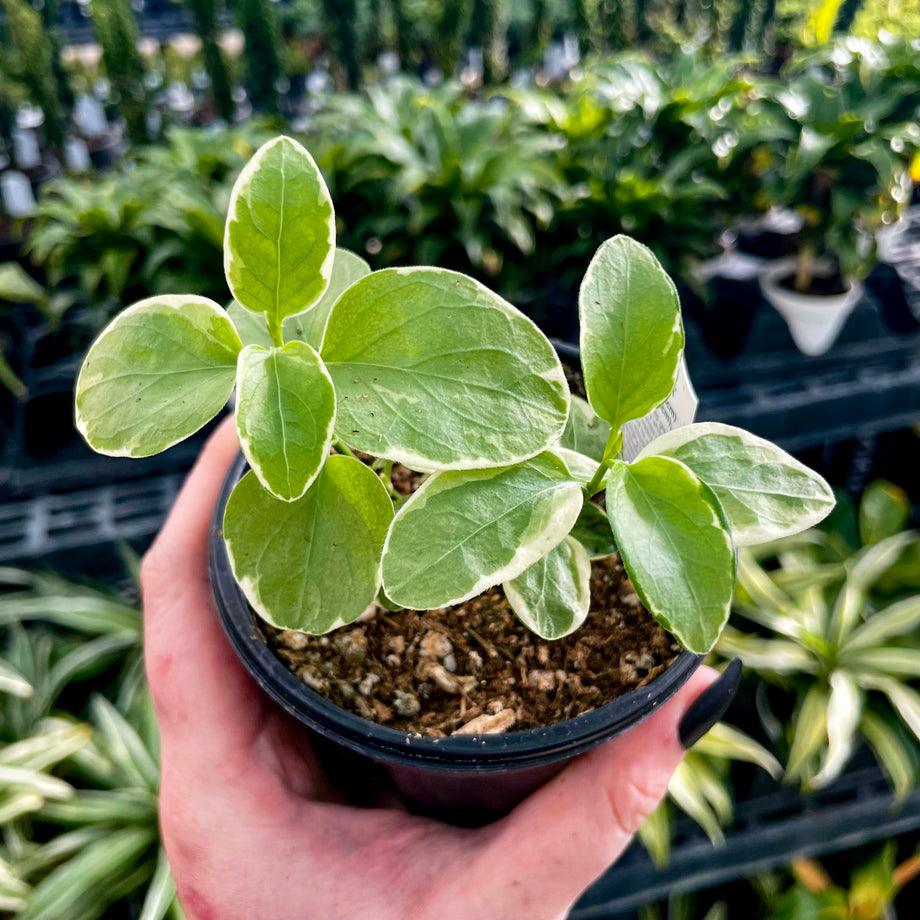 vinca potted plants Variegated Vinca Vine – Magic Valley Gardens