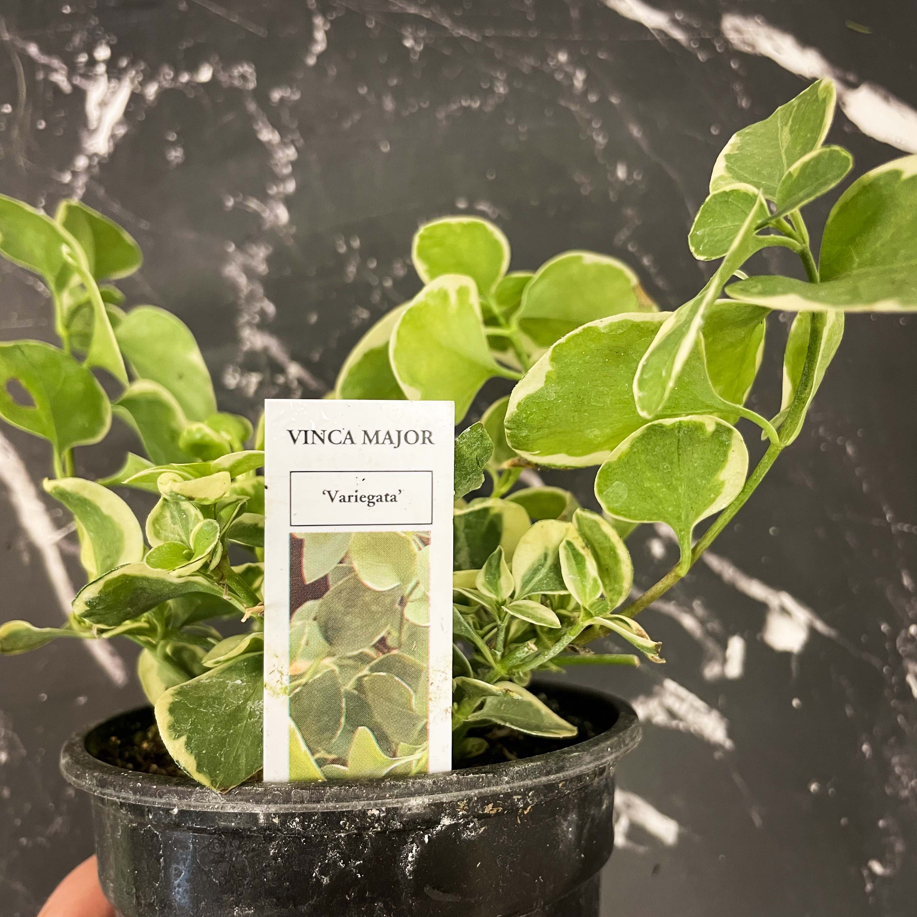 vinca vine indoor plant Variegated Vinca Vine