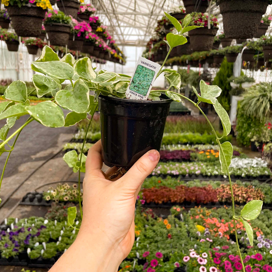 hanging periwinkle plant Variegated Vinca Vine – Magic Valley Gardens
