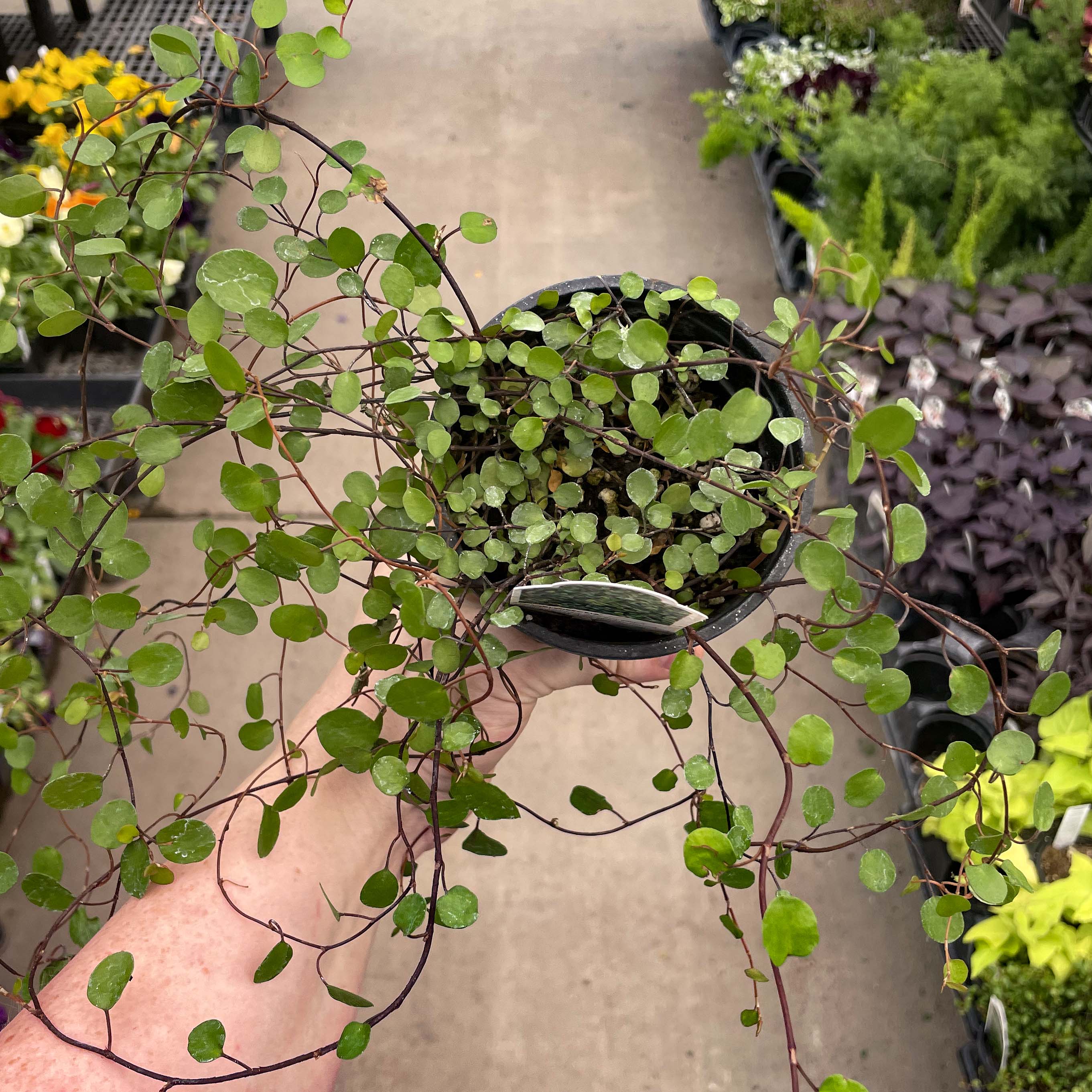 vine like house plant Large Leaf Wire Vine – Magic Valley Gardens