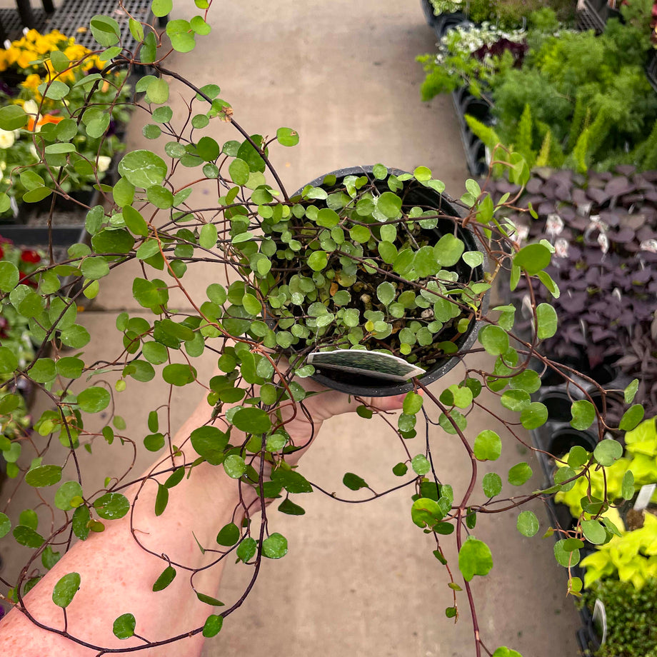 common leaf vine potted plant Large Leaf Wire Vine – Magic Valley Gardens