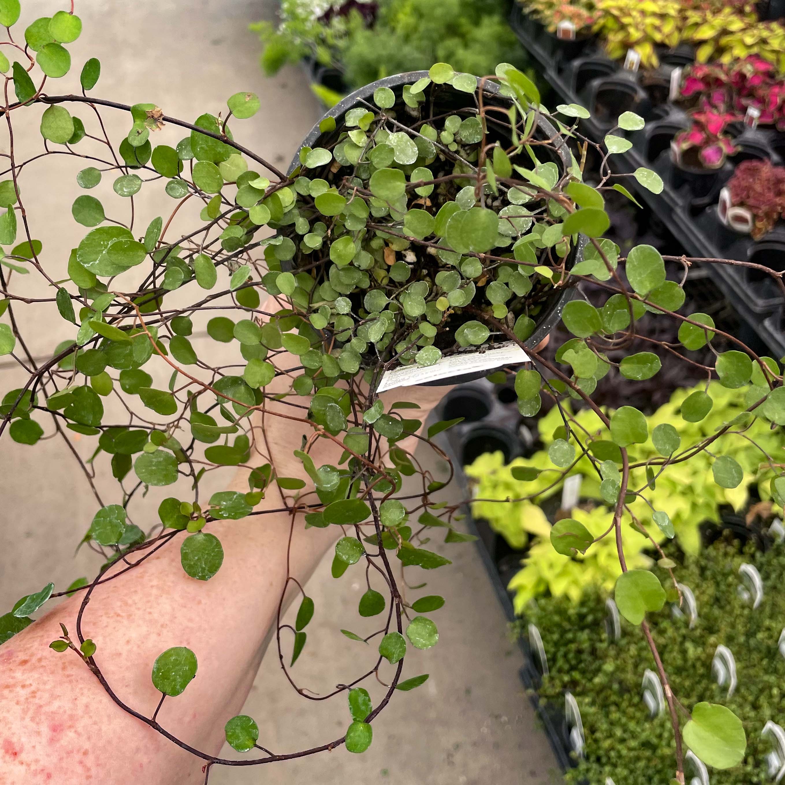wire plant indoors Large Leaf Wire Vine