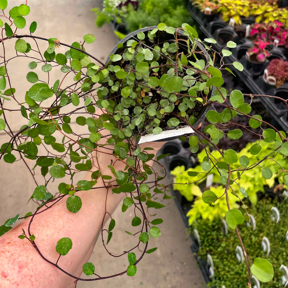 wire vine plant indoor care Large Leaf Wire Vine