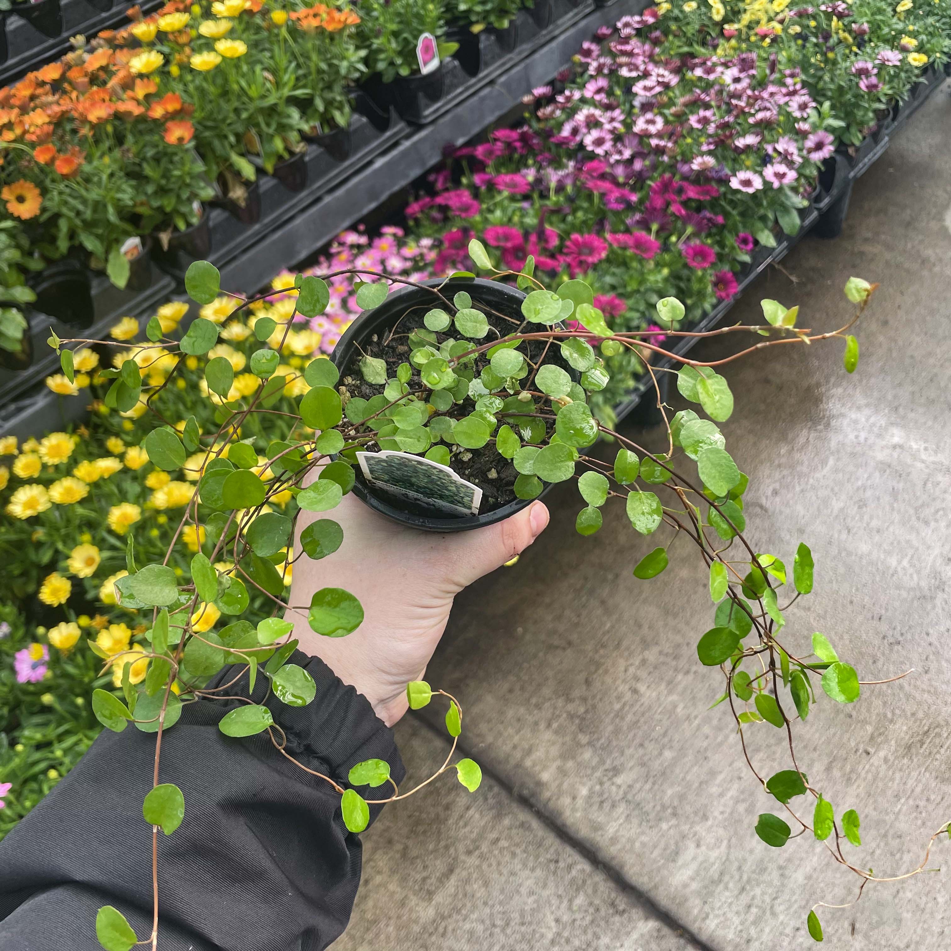 wire plant indoors Large Leaf Wire Vine – Magic Valley Gardens