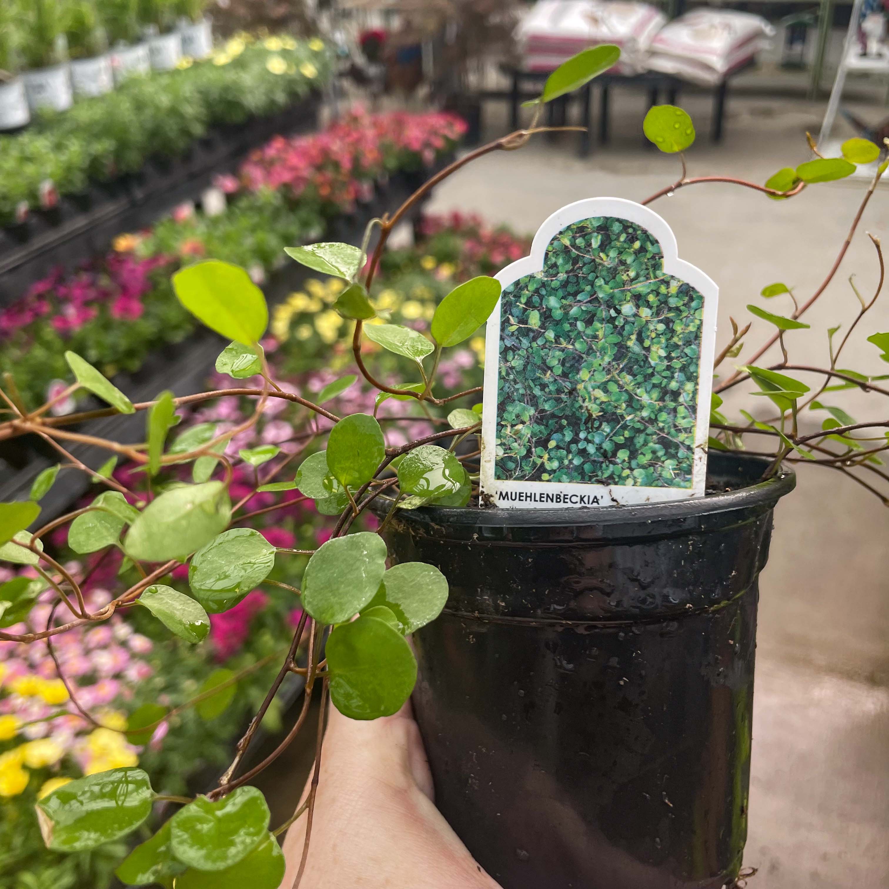 wire vine plant indoor care Large Leaf Wire Vine