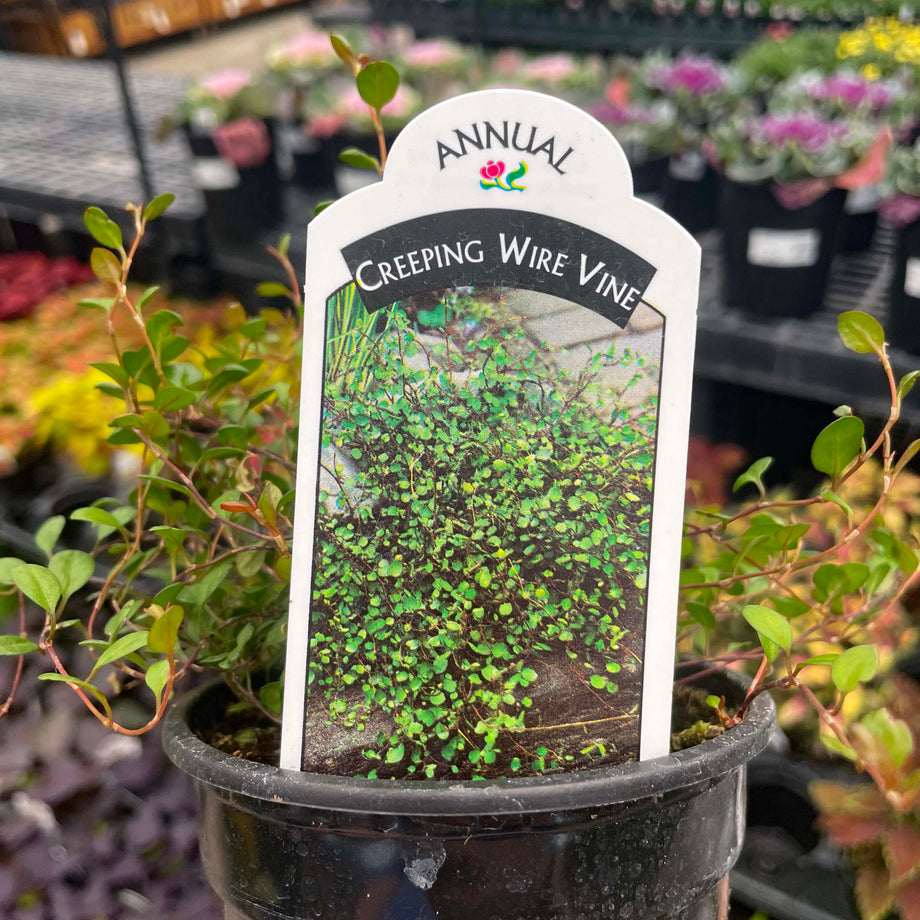 wire vine house plant Little Leaf Wire Vine – Magic Valley Gardens