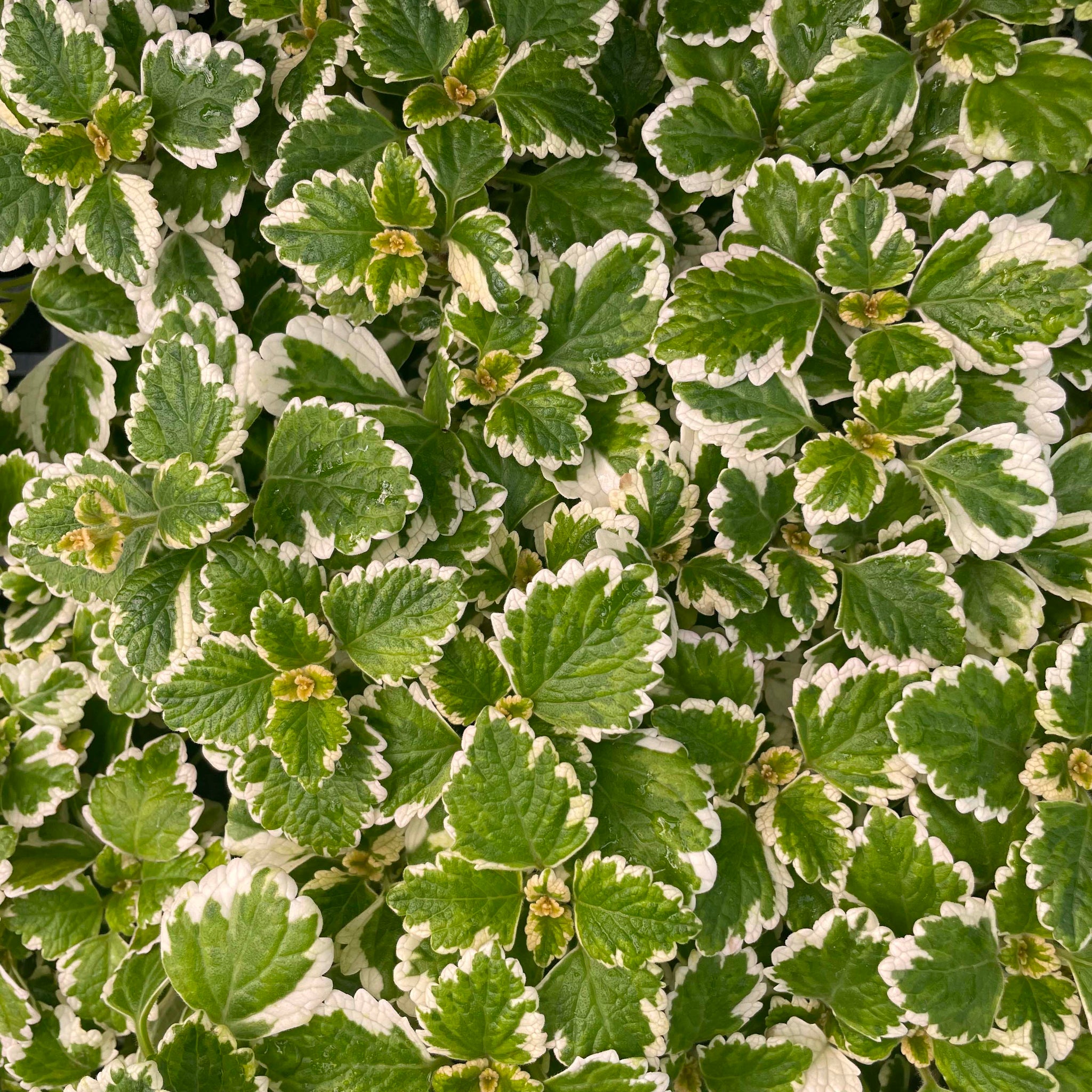 Plectranthus coleoides variegata