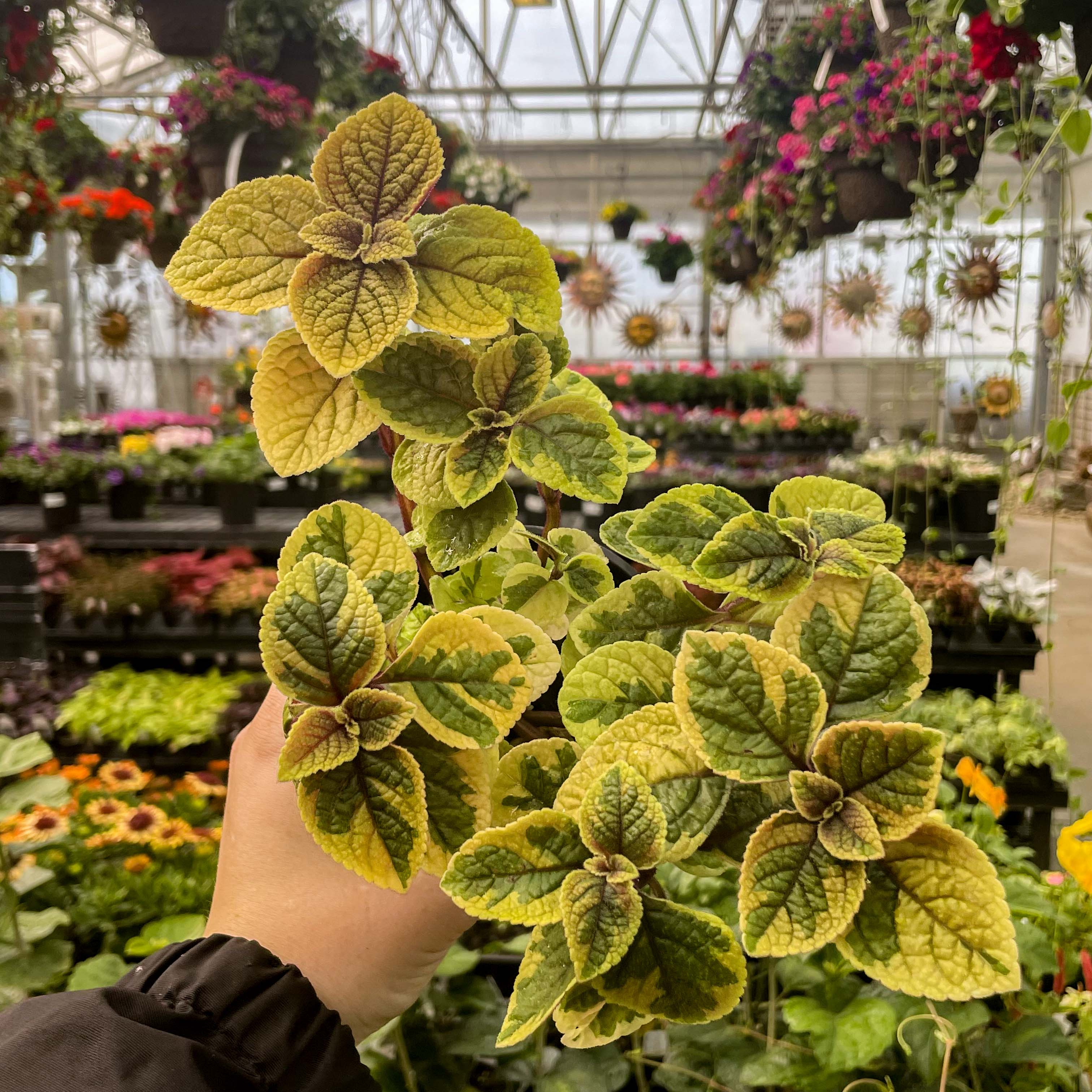 plectranthus money plant Plectranthus 'Guacamole' (Swedish Ivy)