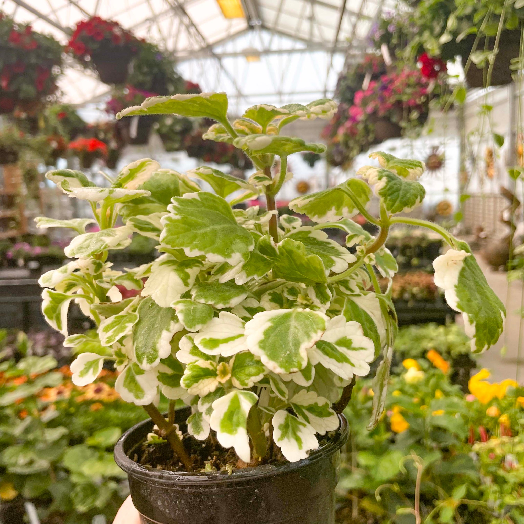 Plectranthus coleoides variegata - Thumbnail 2