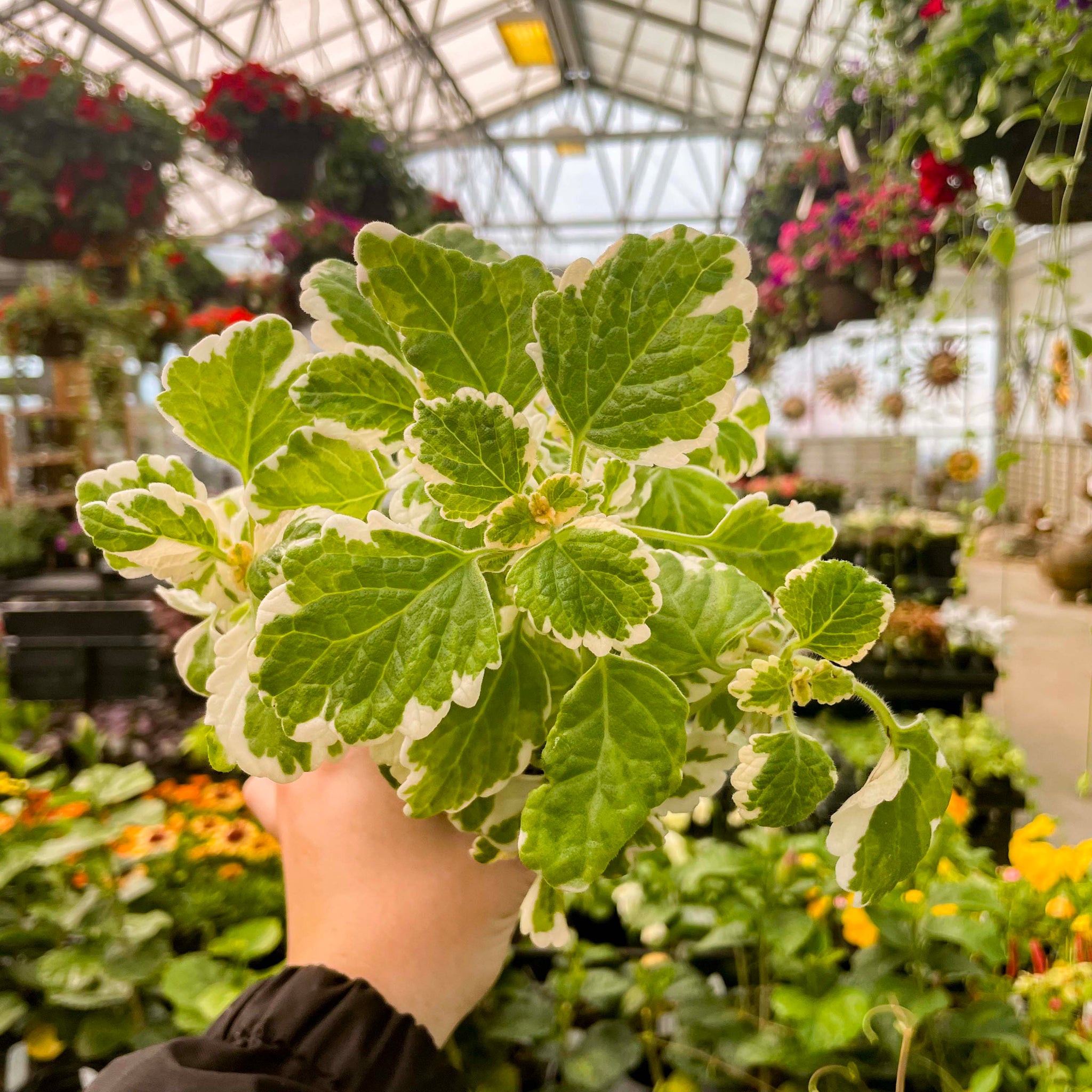 Plectranthus coleoides variegata - Thumbnail 3