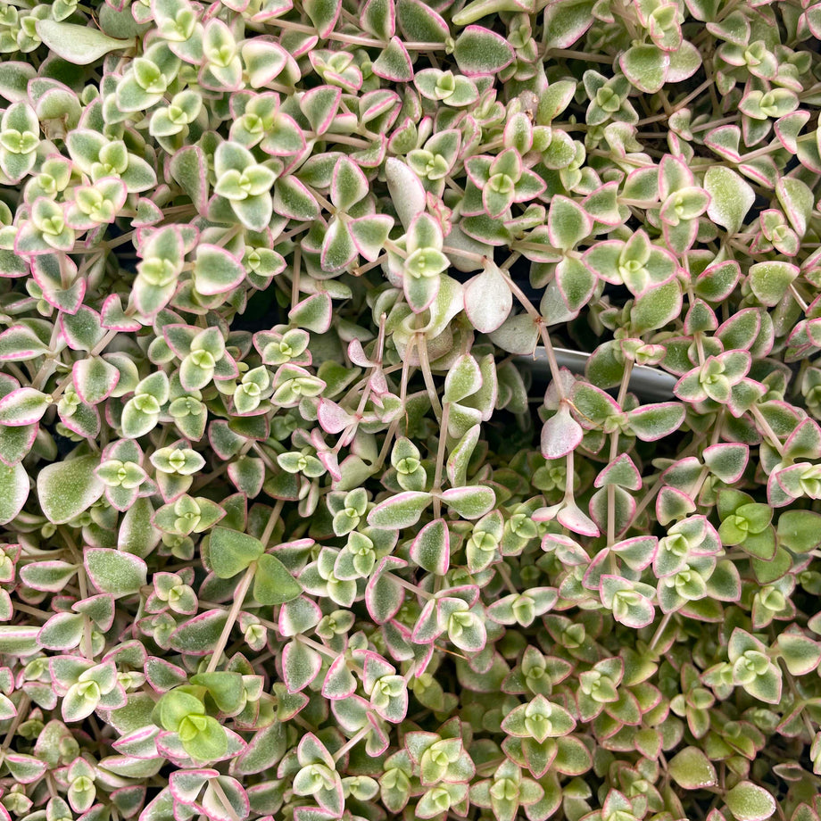 little missy succulent Little Missy Creeping Sedum, Stonecrop, Succulent Plant – Magic Valley  Gardens