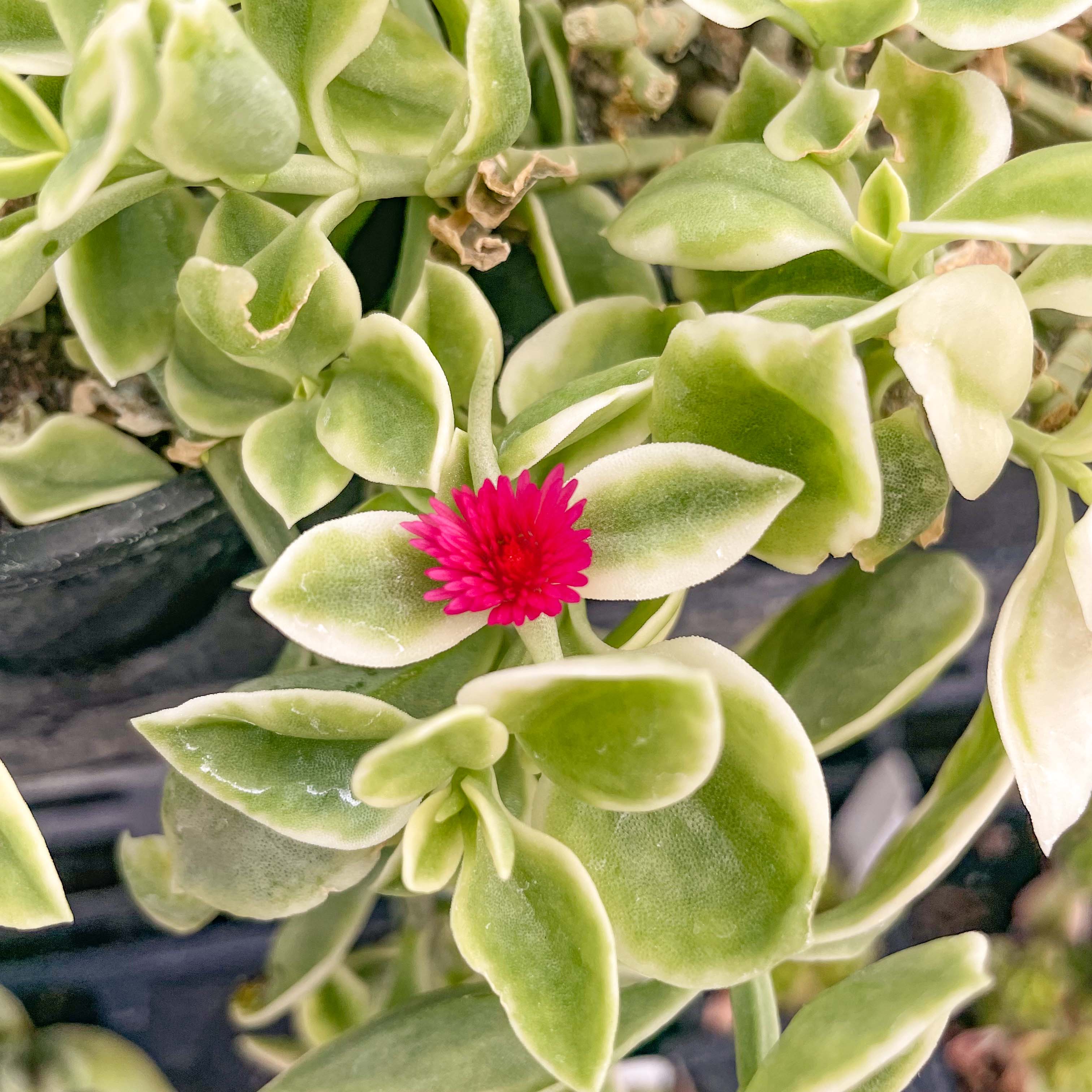mezzo succulent plant Dorotheanthus bellidiformis 'Mezoo Trailing Red'