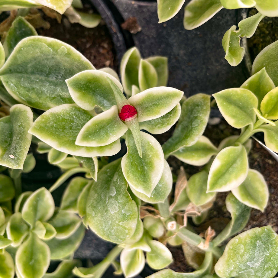 Mezoo Trailing Red Dorotheanthus, Livingstone Daisy, Plant – Magic