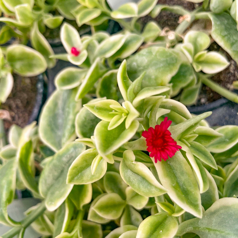 Mezoo Trailing Red Dorotheanthus, Livingstone Daisy, Plant – Magic Valley  Gardens