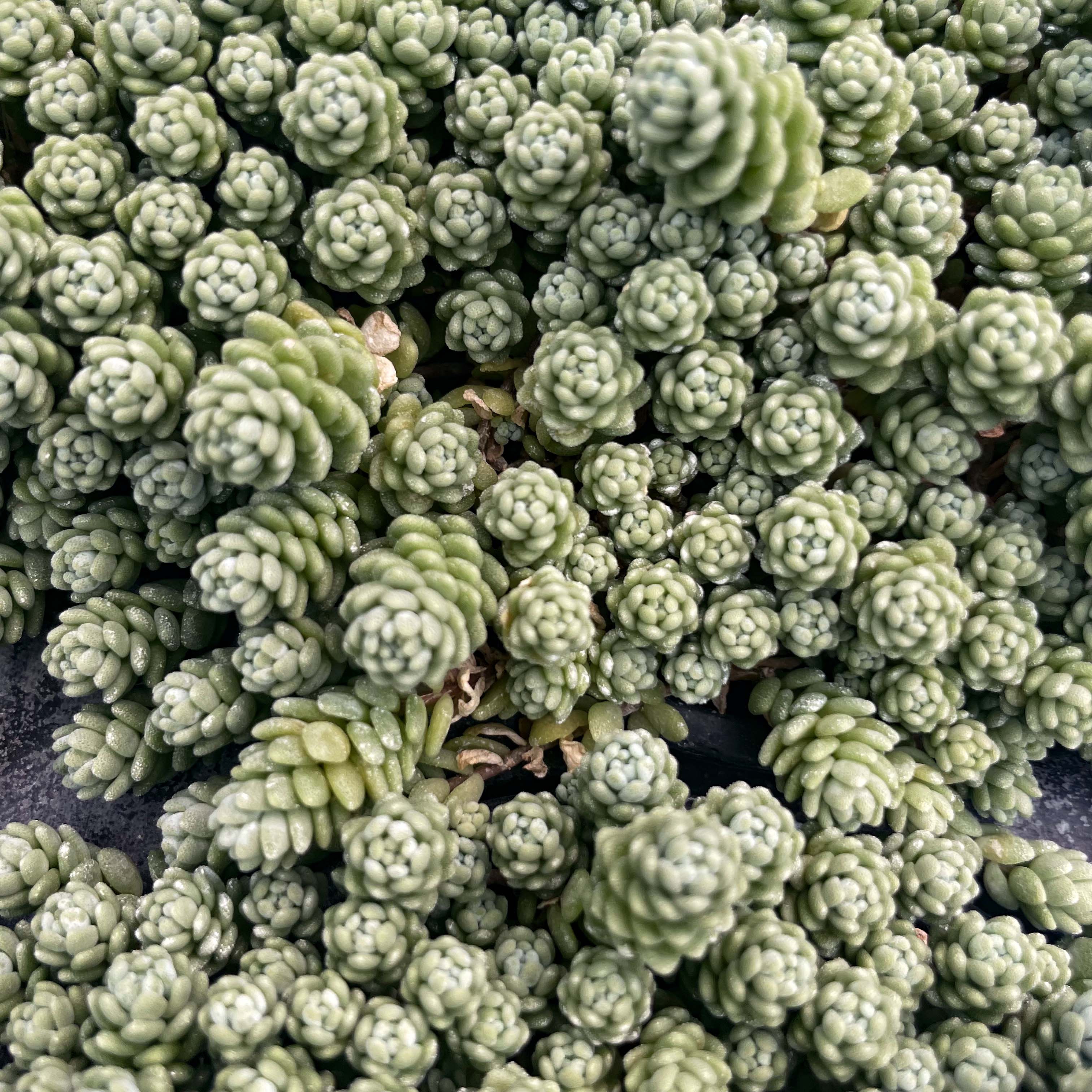 sedum major succulent Major Creeping Sedum, Stonecrop, Succulent Plant – Magic Valley Gardens