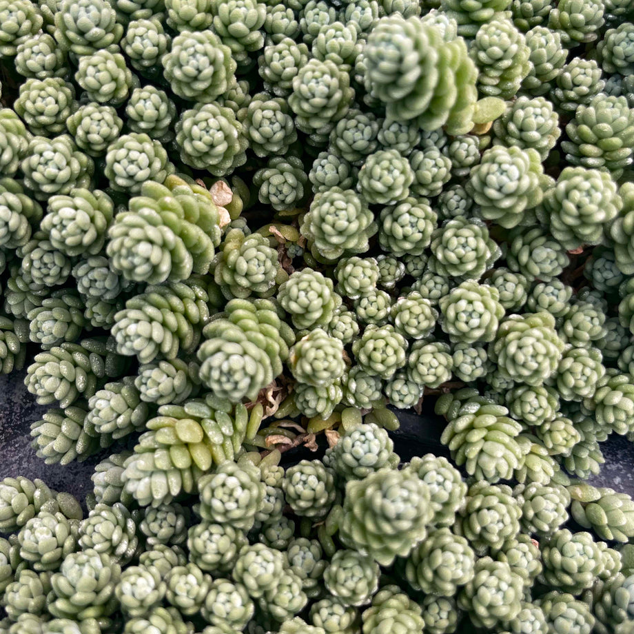 succulents that crawl Major Creeping Sedum, Stonecrop, Succulent Plant – Magic Valley Gardens