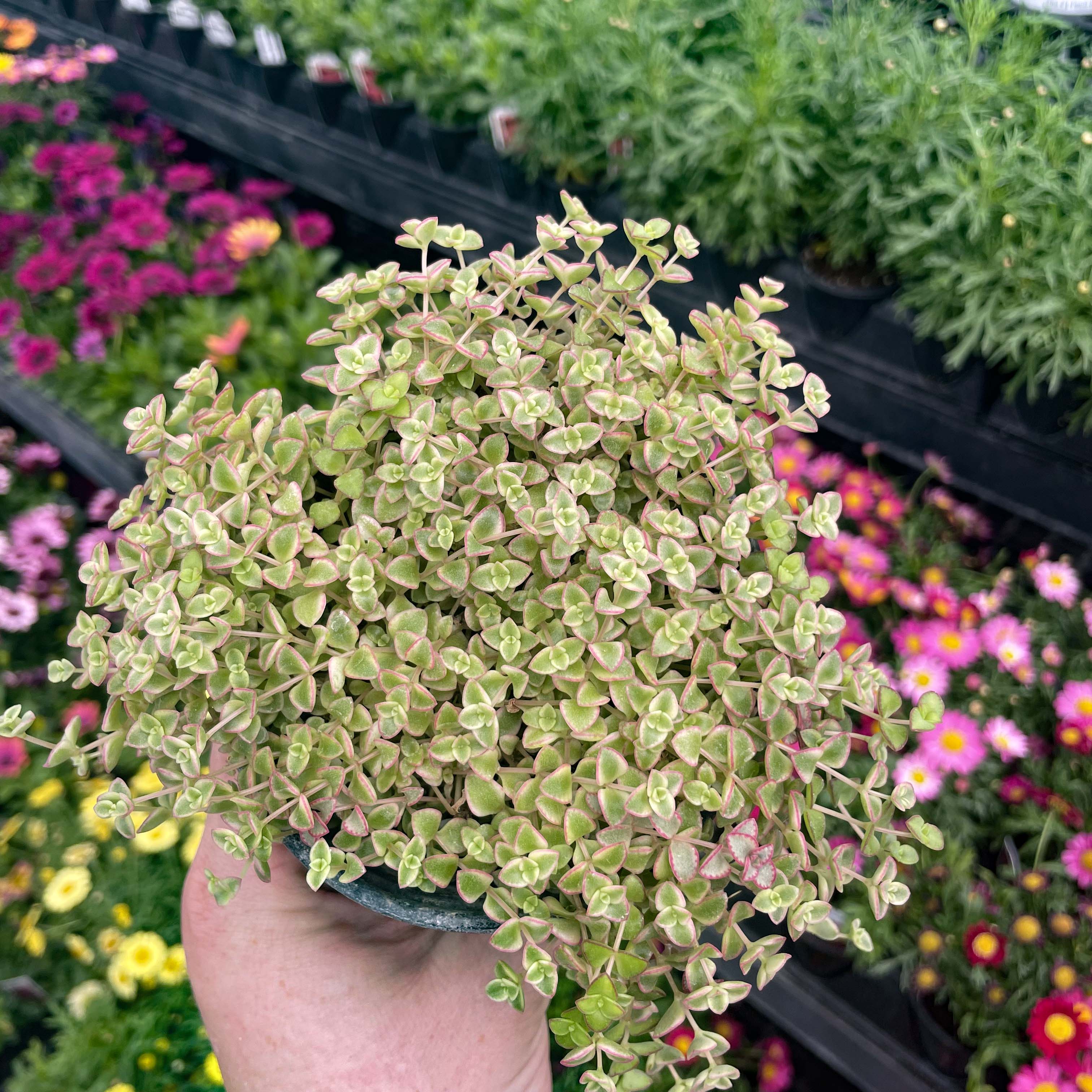 little missy succulent Sedum 'Little Missy' (Creeping Sedum)