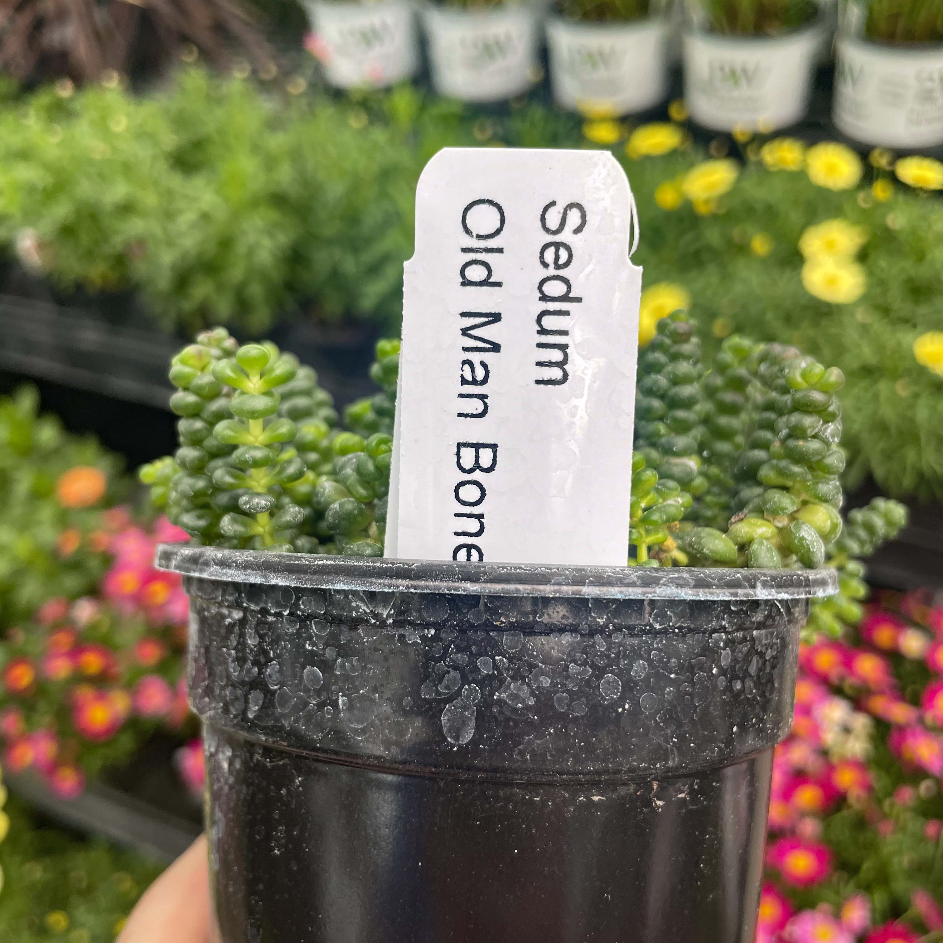 old man bones succulent care Old Man's Bones Creeping Sedum