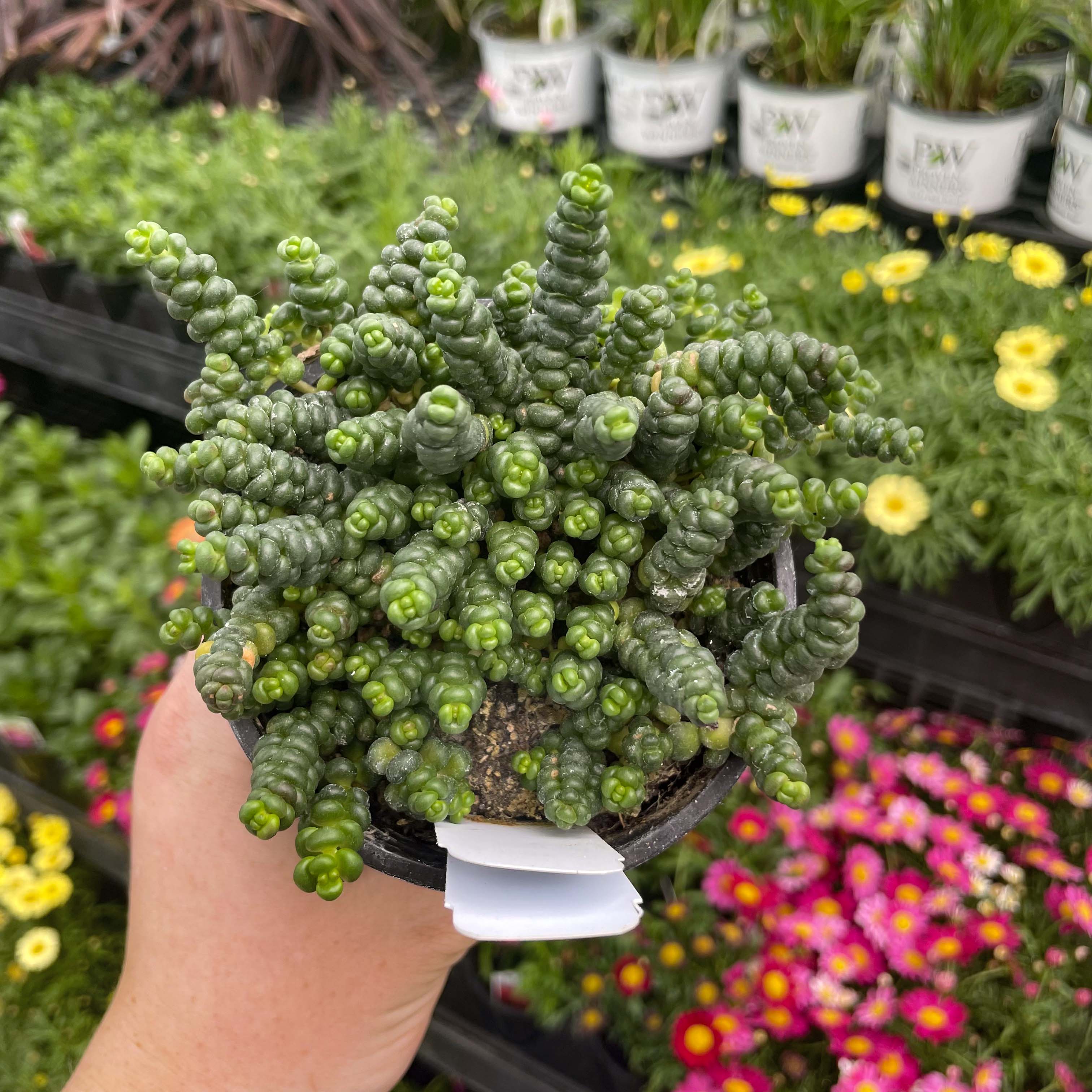 small succulent ground cover Old Man's Bones Creeping Sedum, Stonecrop, Succulent Plant – Magic Valley Gardens