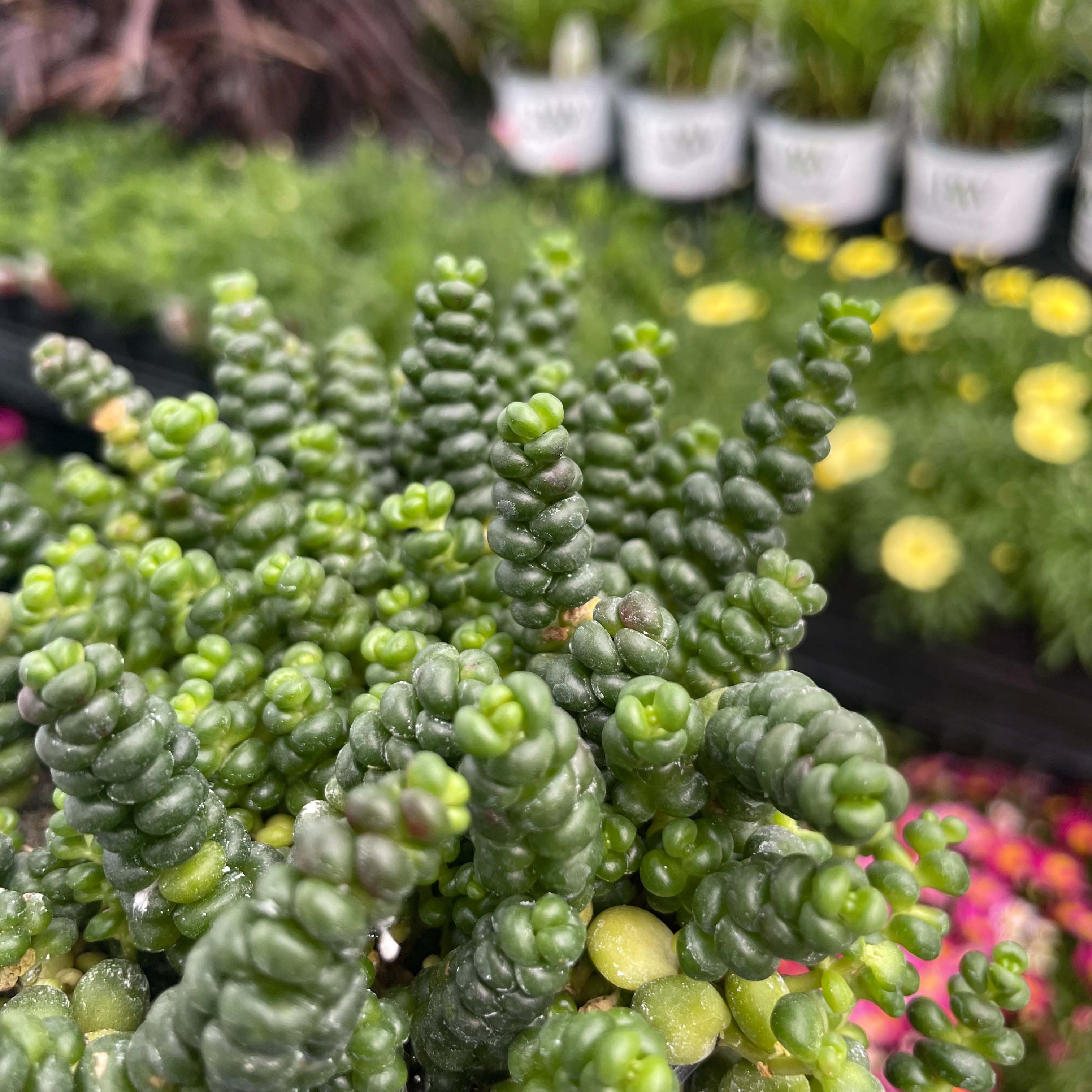 old man bones succulent Old Man's Bones Creeping Sedum