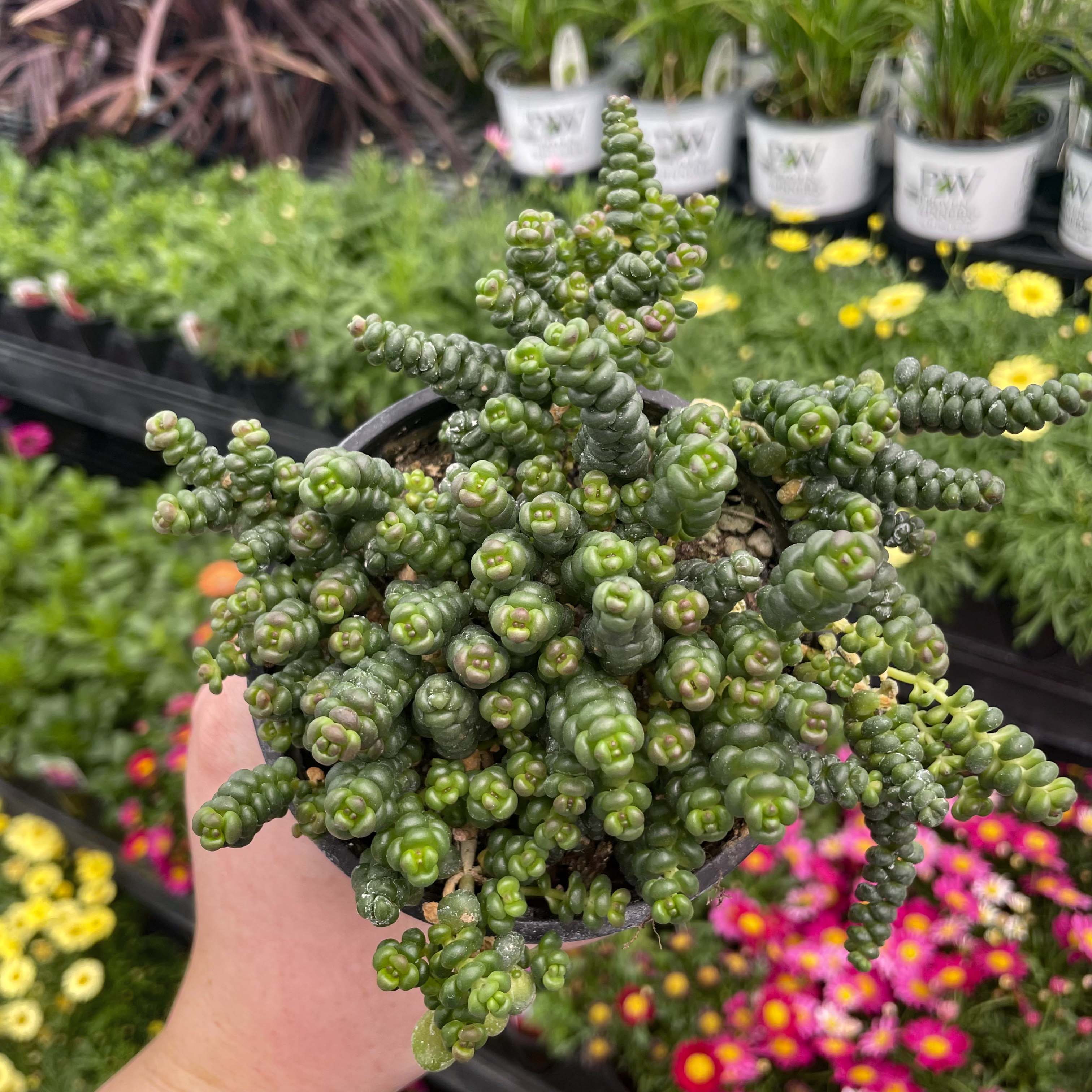 succulent plant ground cover Old Man's Bones Creeping Sedum