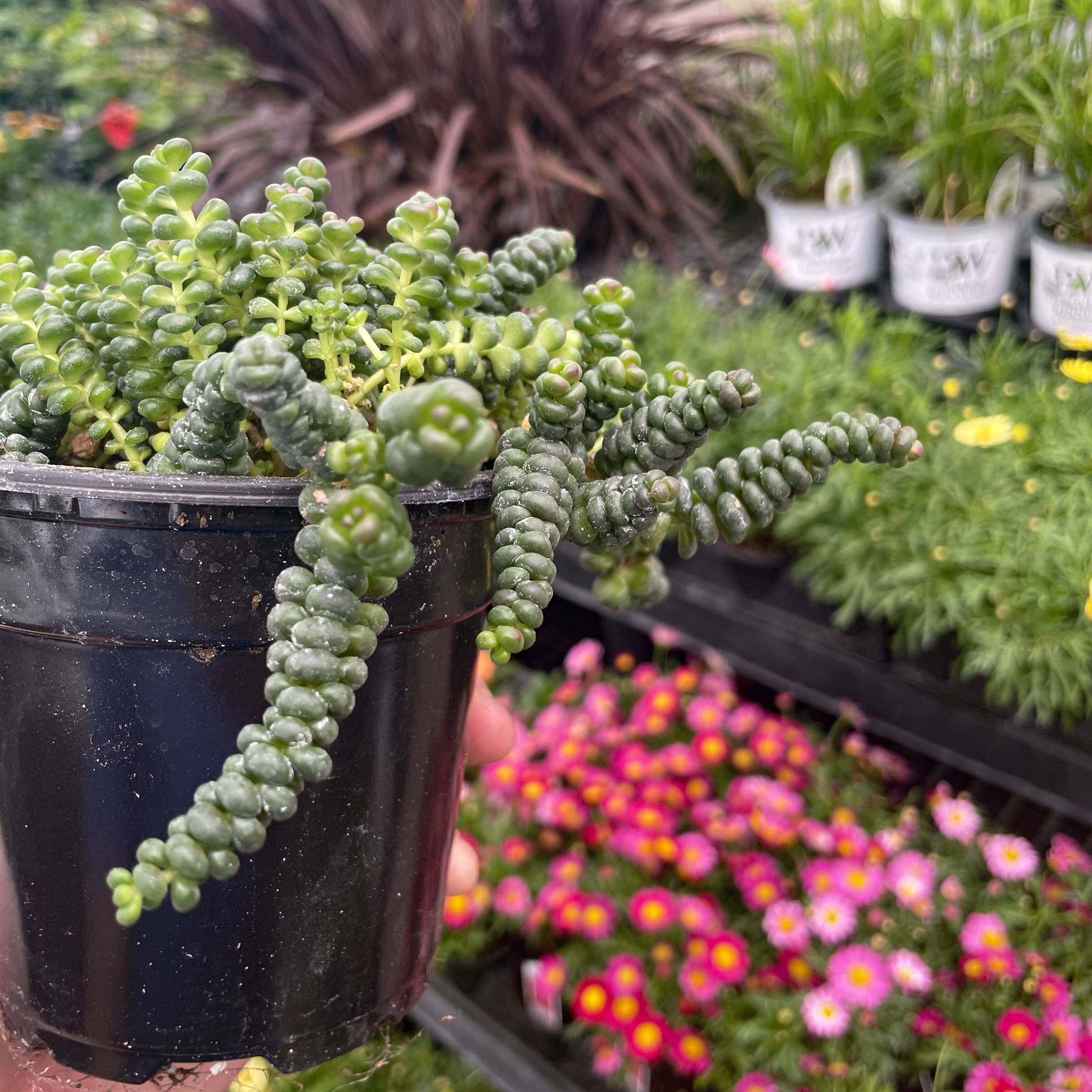 succulents as ground cover Old Man's Bones Creeping Sedum, Stonecrop, Succulent Plant – Magic Valley Gardens