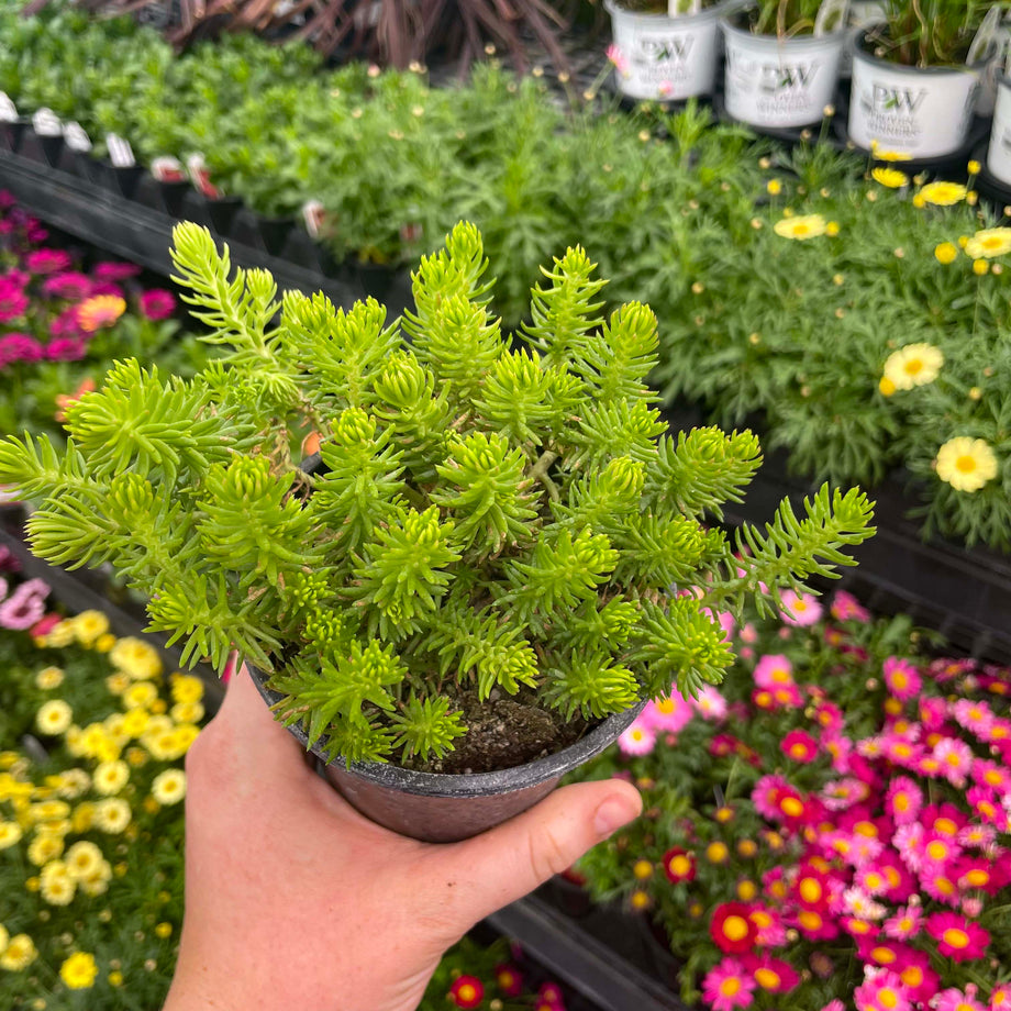 succulent angelina Angelina Creeping Sedum, Stonecrop, Succulent Plant – Magic Valley Gardens