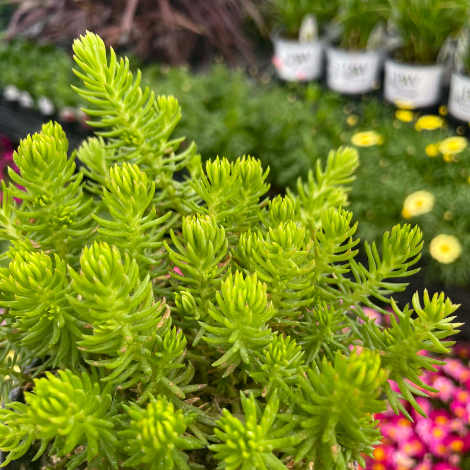 angelina succulent plant Angelina Creeping Sedum, Stonecrop, Succulent Plant – Magic Valley Gardens