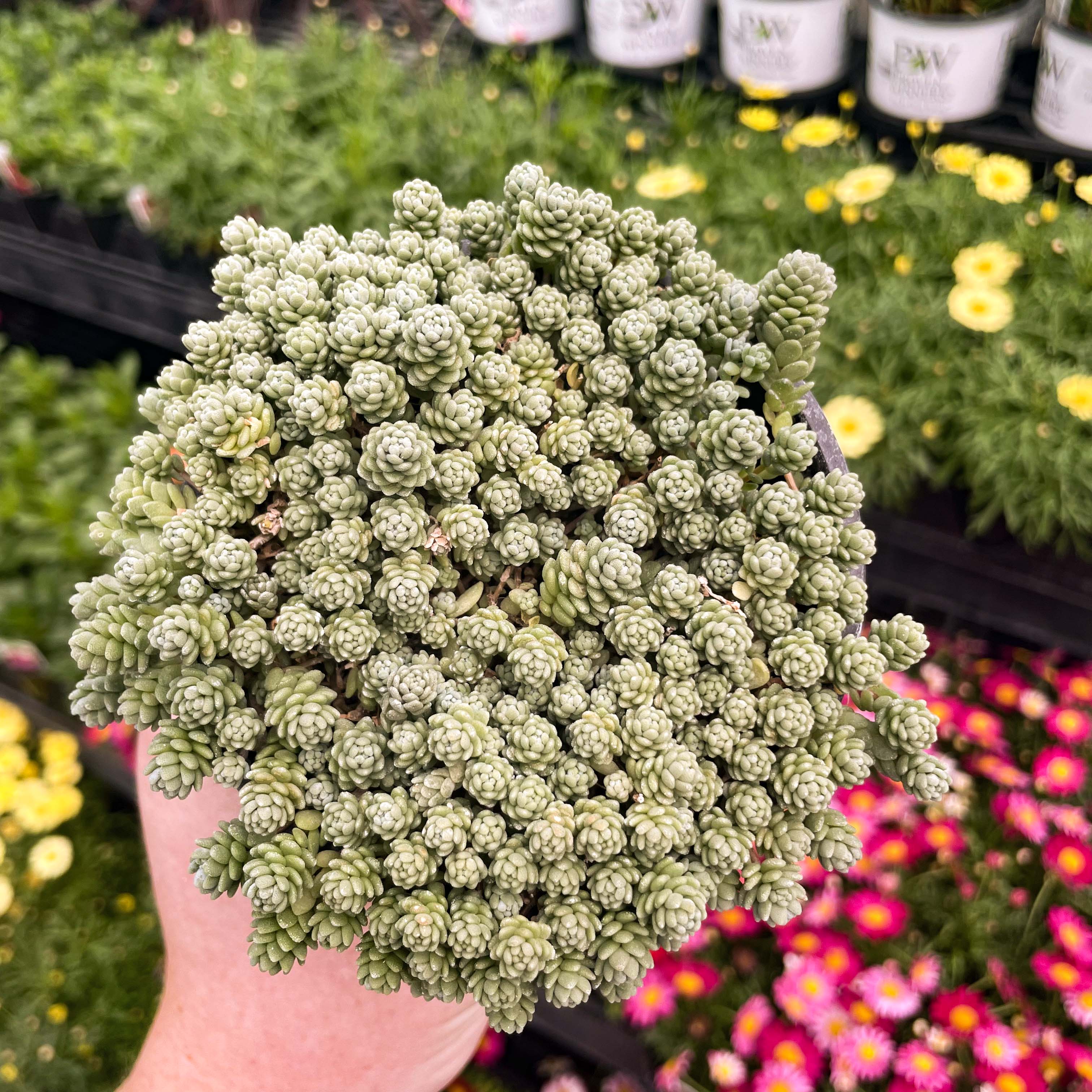 succulent ground cover colorado Major Creeping Sedum (Stonecrop)