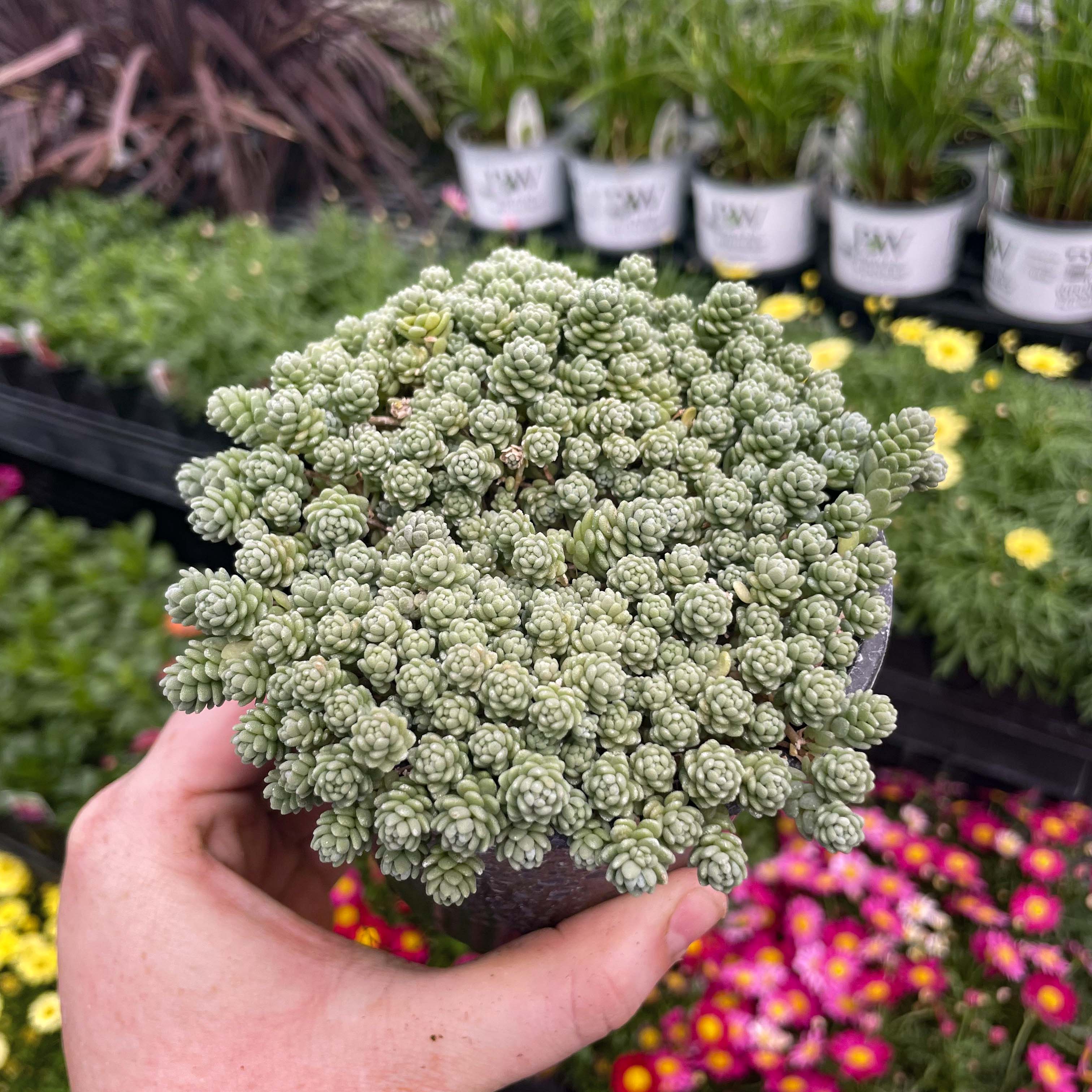 perennial succulent Major Creeping Sedum, Stonecrop, Succulent Plant – Magic Valley Gardens