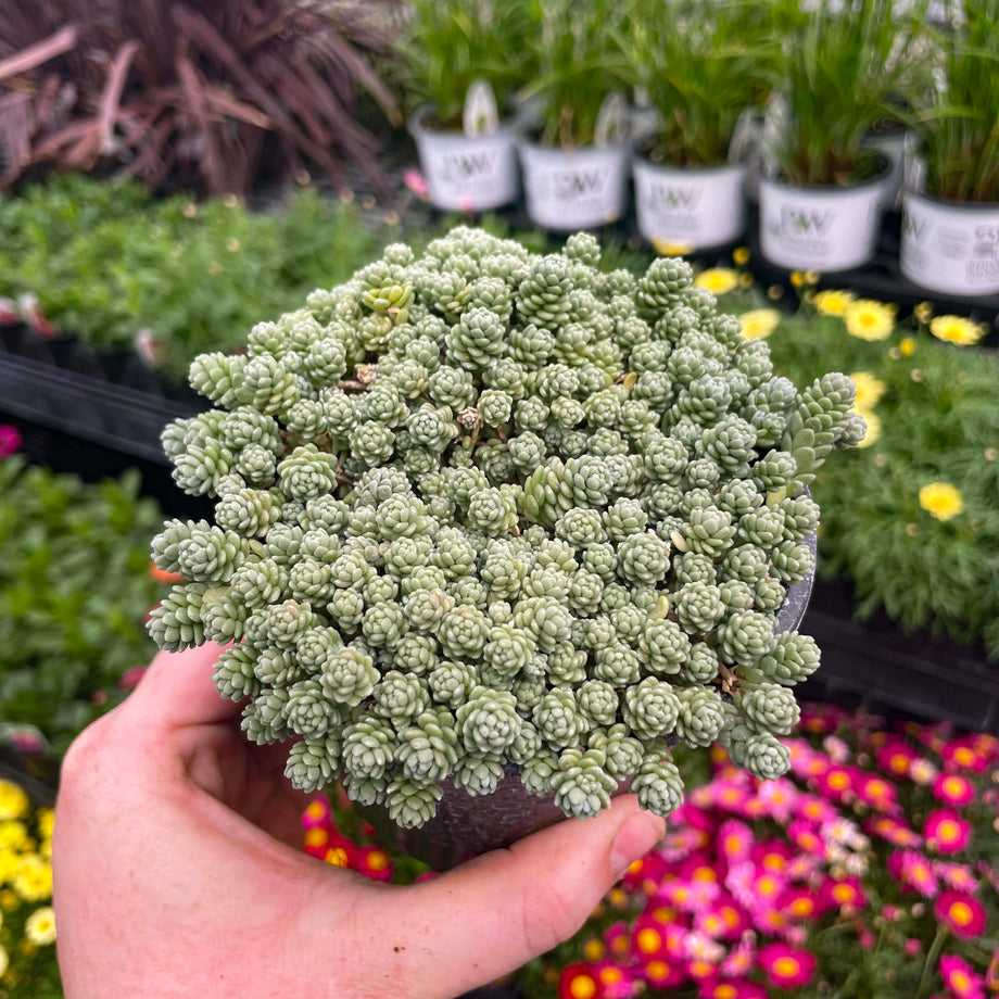 succulent vine ground cover Major Creeping Sedum, Stonecrop, Succulent Plant – Magic Valley Gardens