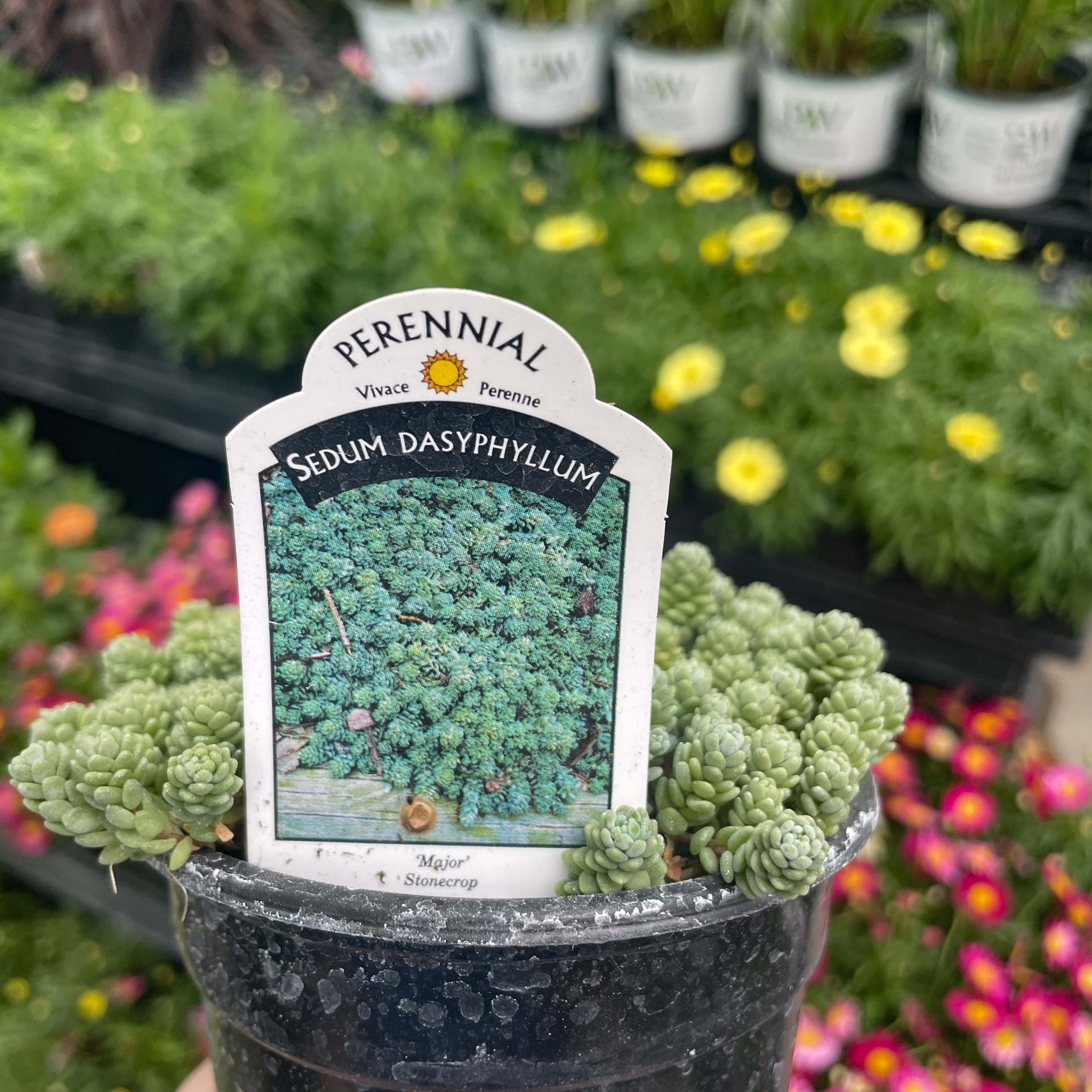 major succulent Major Creeping Sedum (Stonecrop)