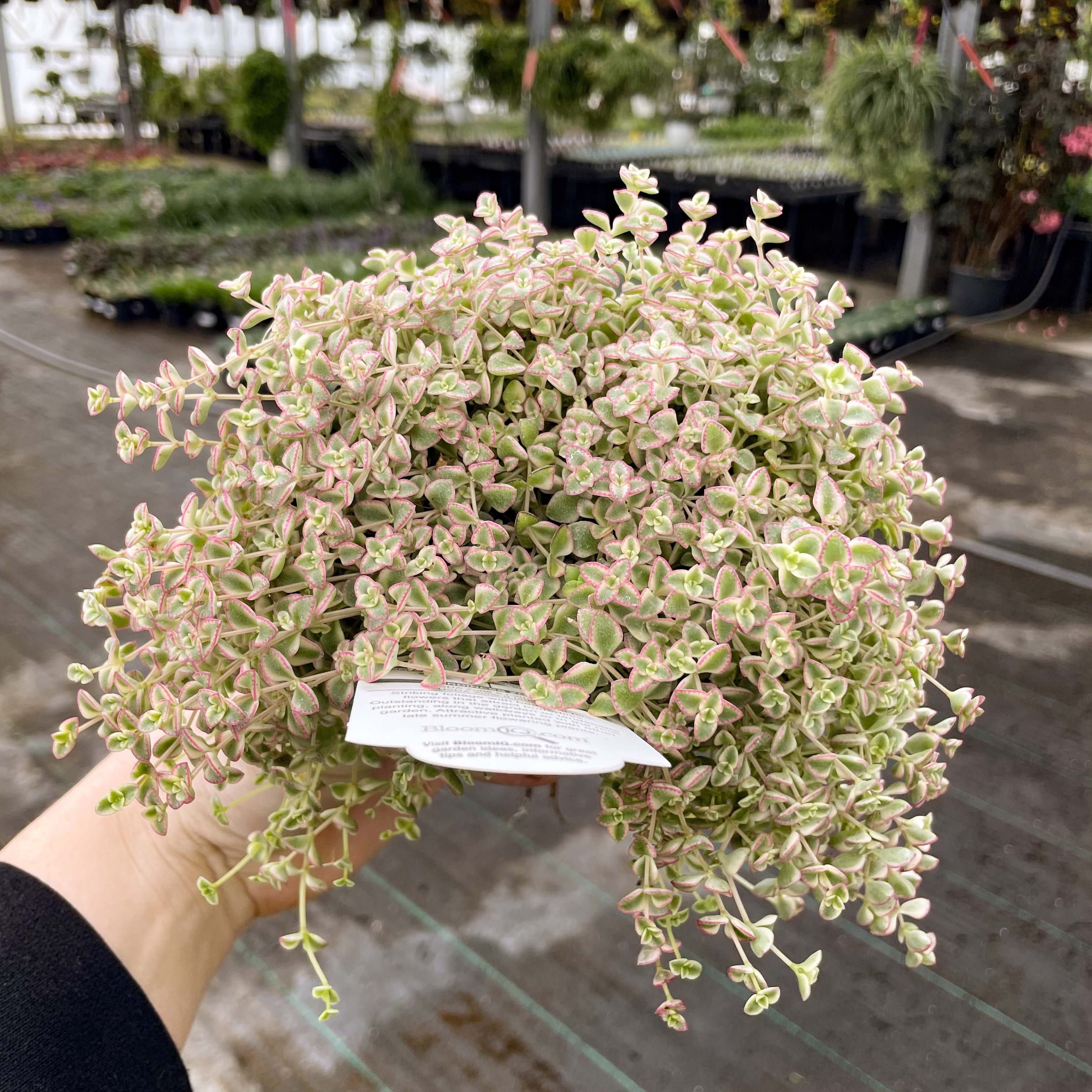 succulent little missy Sedum 'Little Missy' (Creeping Sedum)