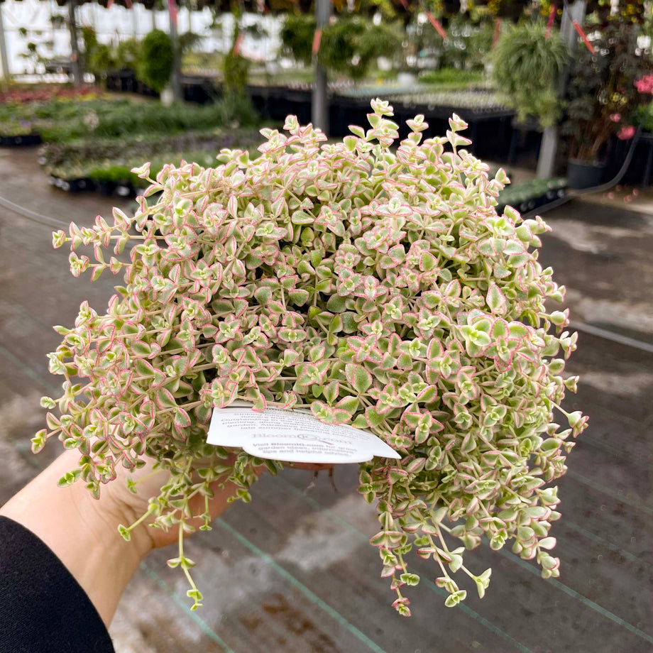 trailing sedum succulents Little Missy Creeping Sedum, Stonecrop, Succulent Plant – Magic Valley  Gardens
