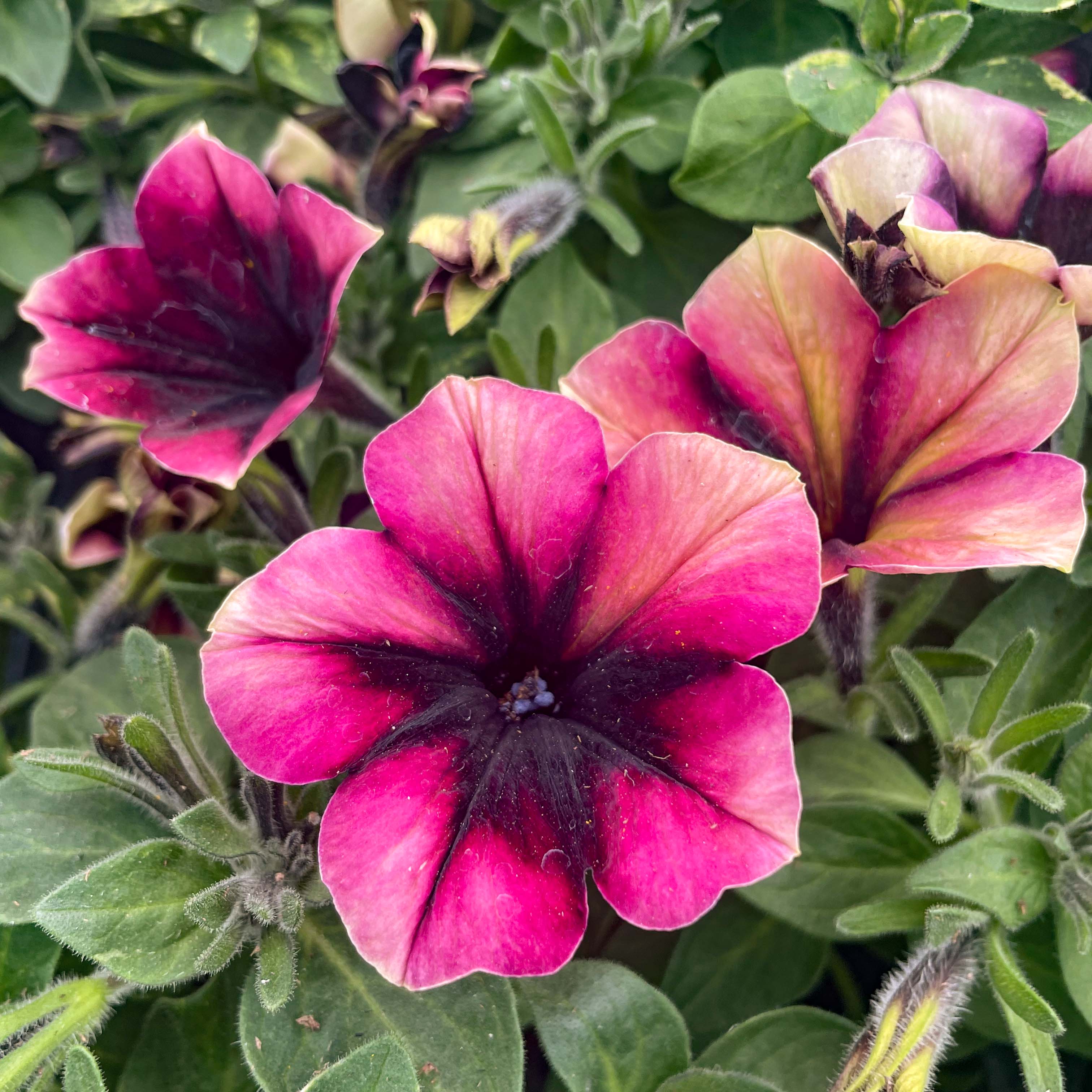 petunia potting mix Crazytunia Blackberry Jam Petunia